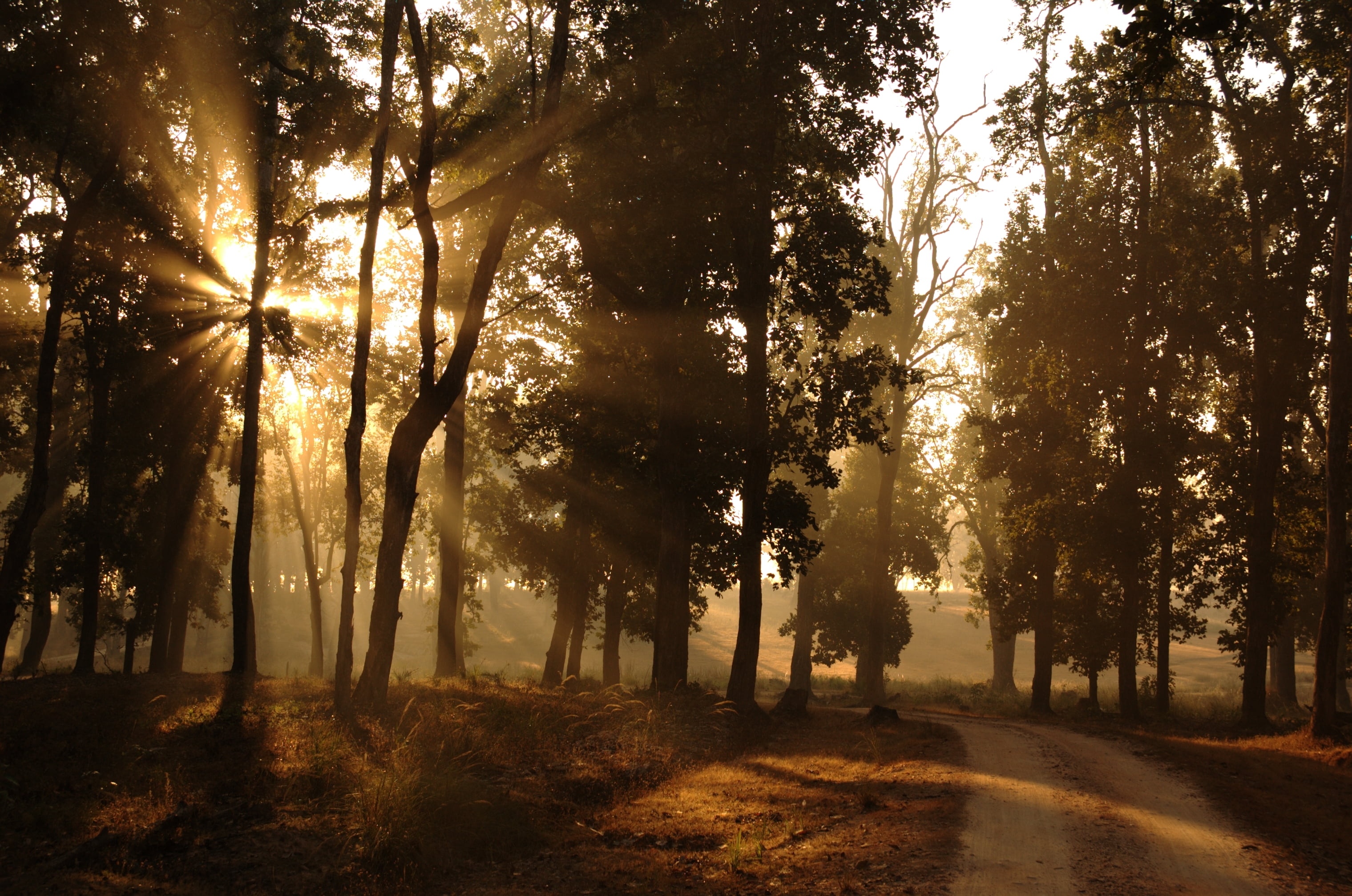 the sun, sunbeam, land, nature, growth, outdoors, 2K, light, change, outskirts, sunlight, tree trunk, direction, plant, rays, fog, road, digital, HD Wallpaper