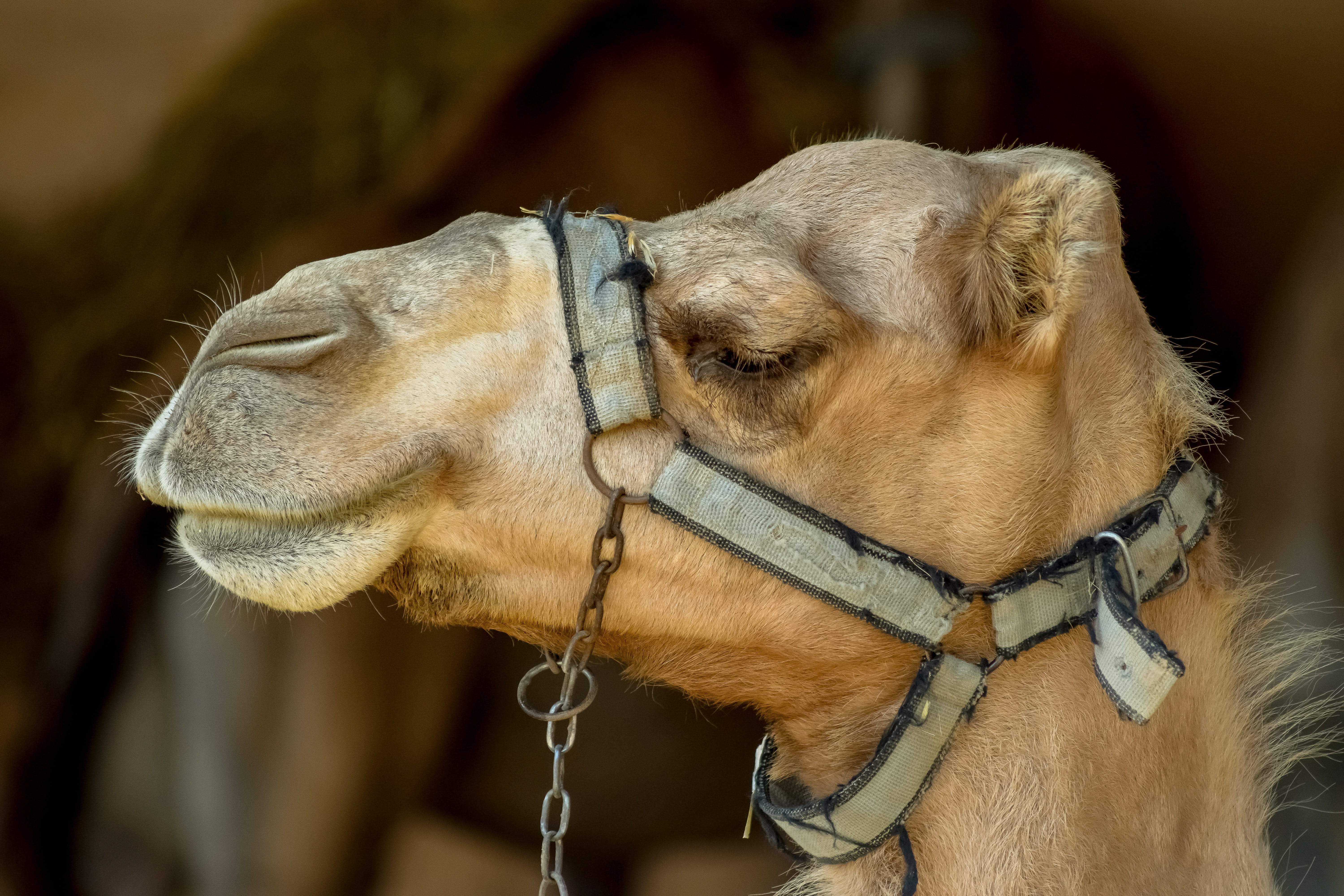 one animal, profile view, camel park, bridle, mammal, head, domestic, nature, working animal, pets, 5K, herbivorous, animal, portrait, close-up, camel, HD Wallpaper