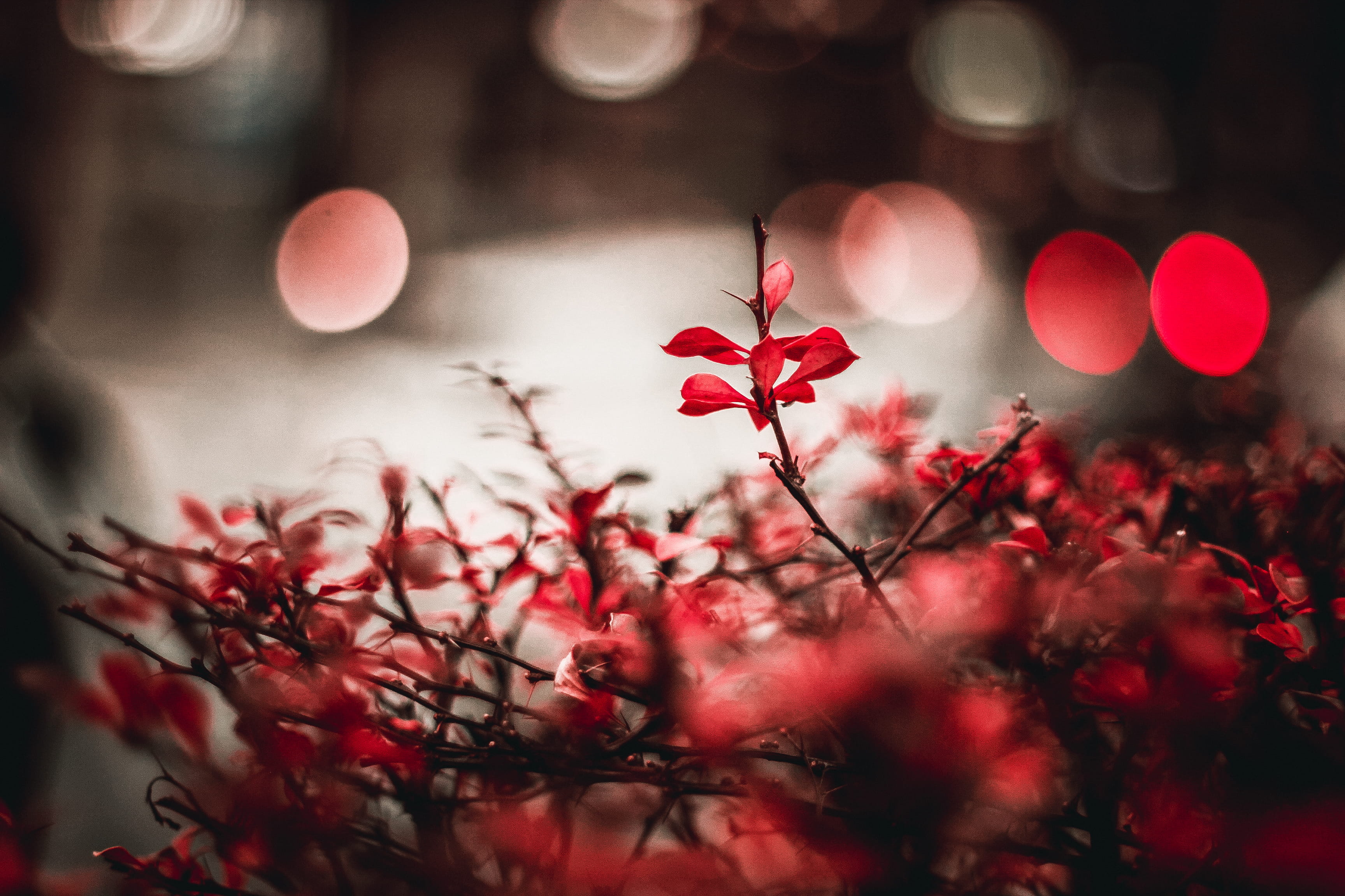 branch, nature, leaves, freshness, redcolor, tree, redleaves, pink color, red, fragility, georgia, flowering plant, focus on foreground, architecture, flower, HD Wallpaper