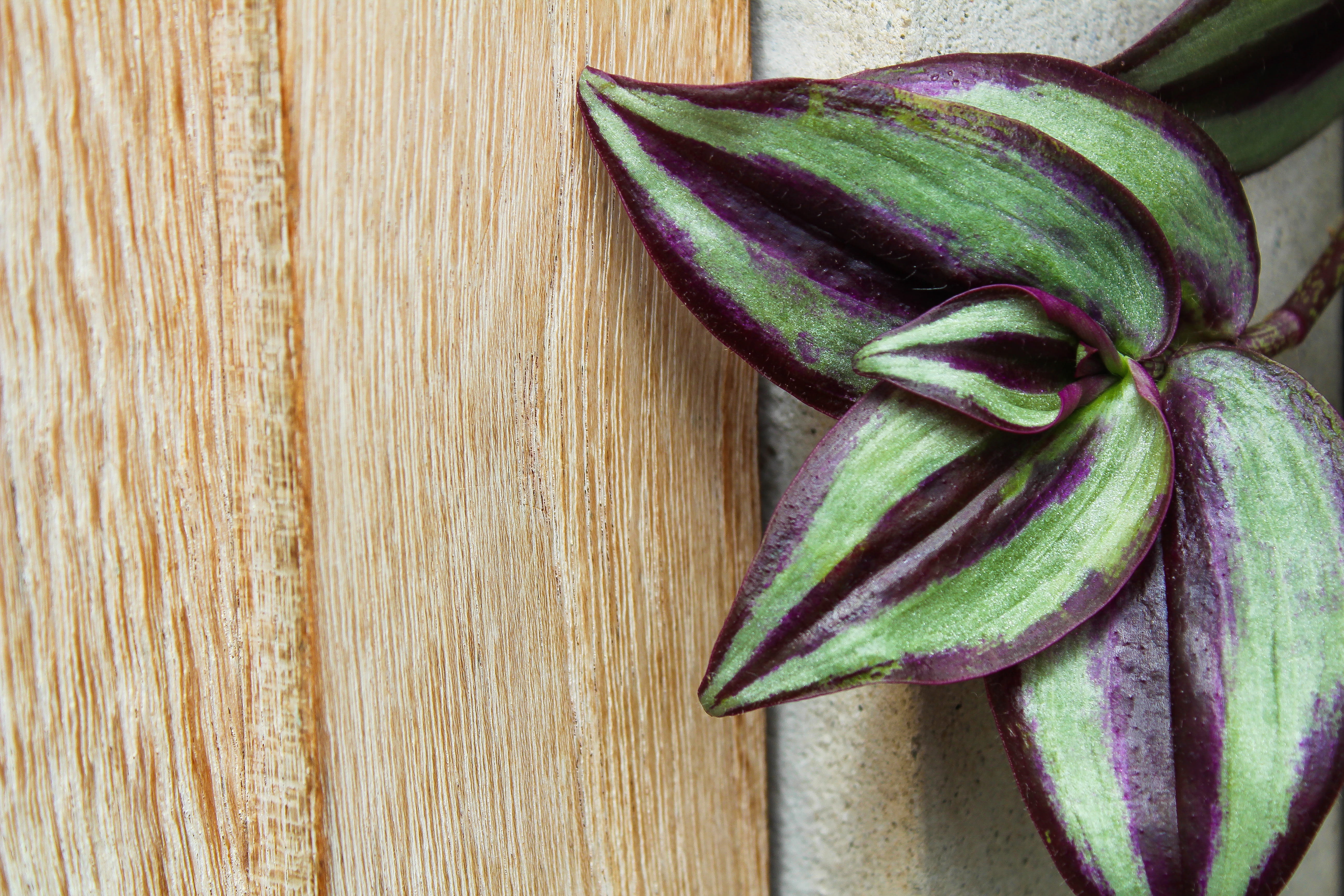 plants, purple, wood, plant, still life, flower, green color, wellbeing, lightbrown, green and purple plant, vegetable, raw food, close-up, healthy eating, HD Wallpaper