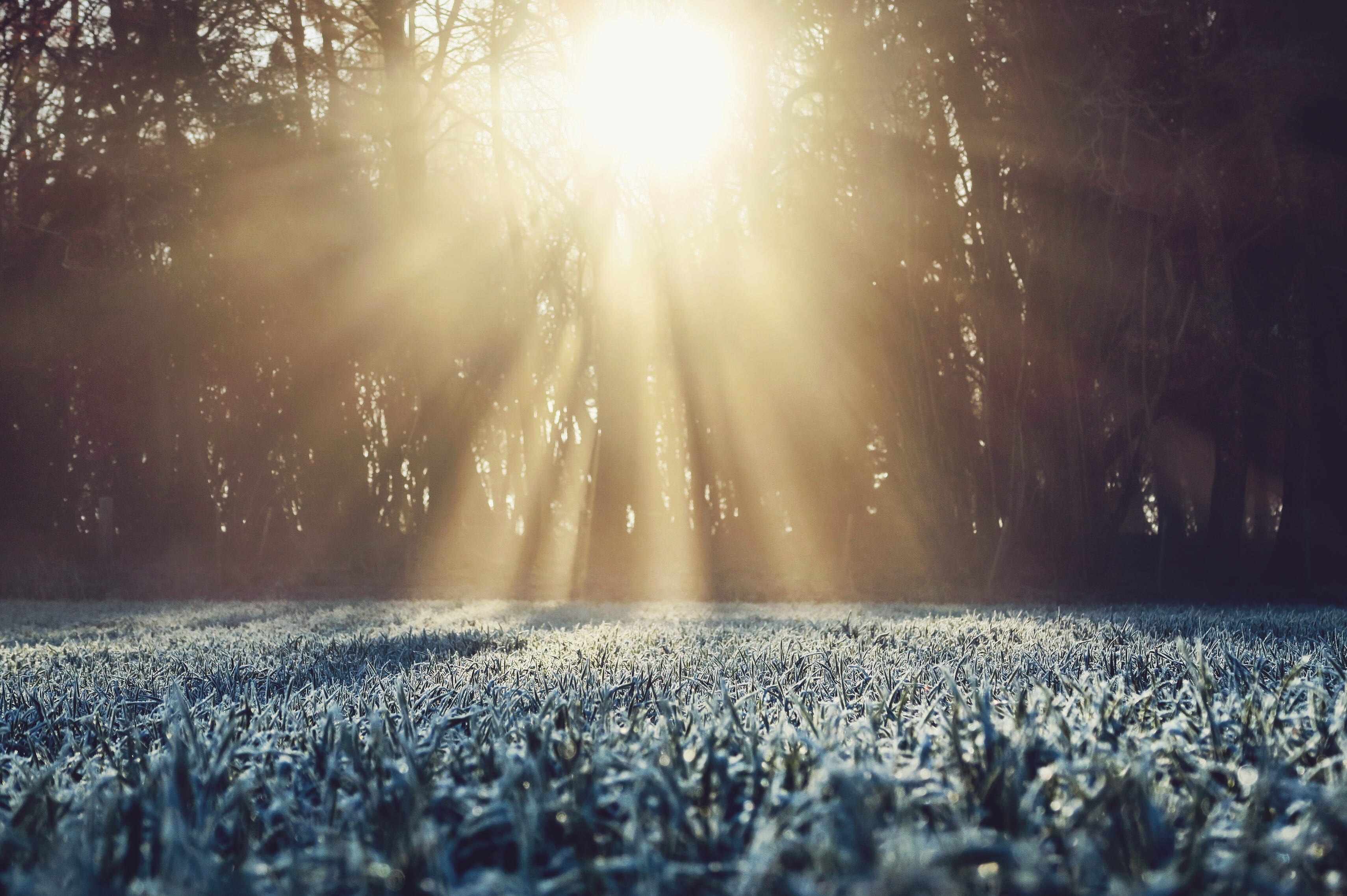 surface level, countryside, leaf, nature, winter, grass, sky, brightly lit, streaming, lens flare, sunset, sun, lightbeam, white, plant, sunbeam, frozen, HD Wallpaper