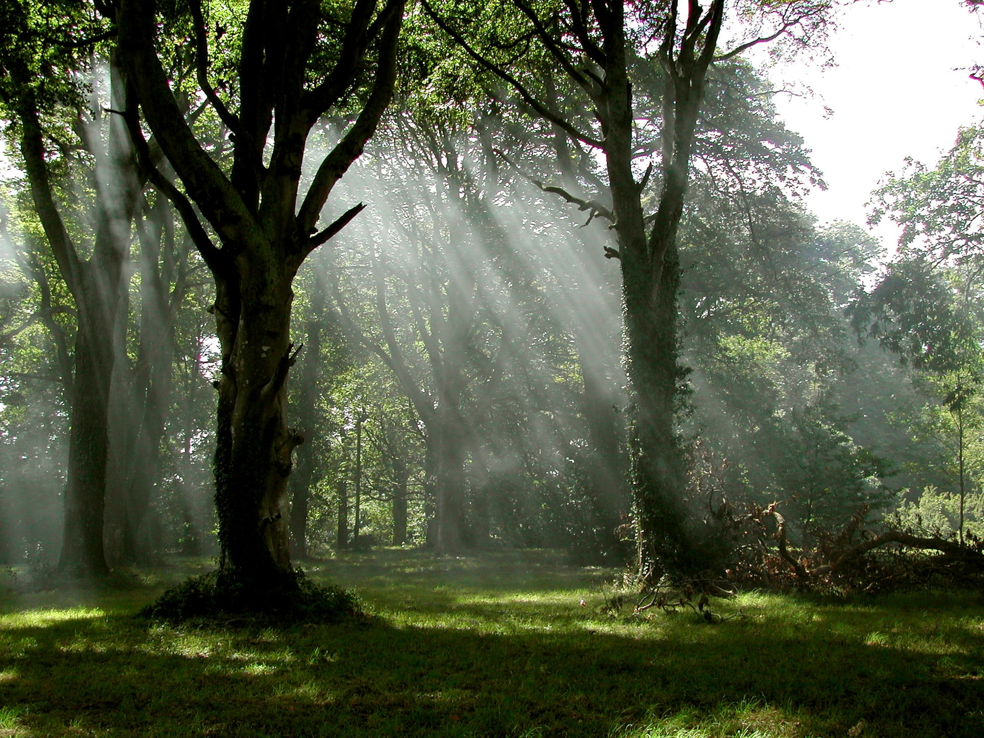forest, sunlight, art, hd, nature, 1080P, lightbeams, forests, wood, MIST, HD Wallpaper