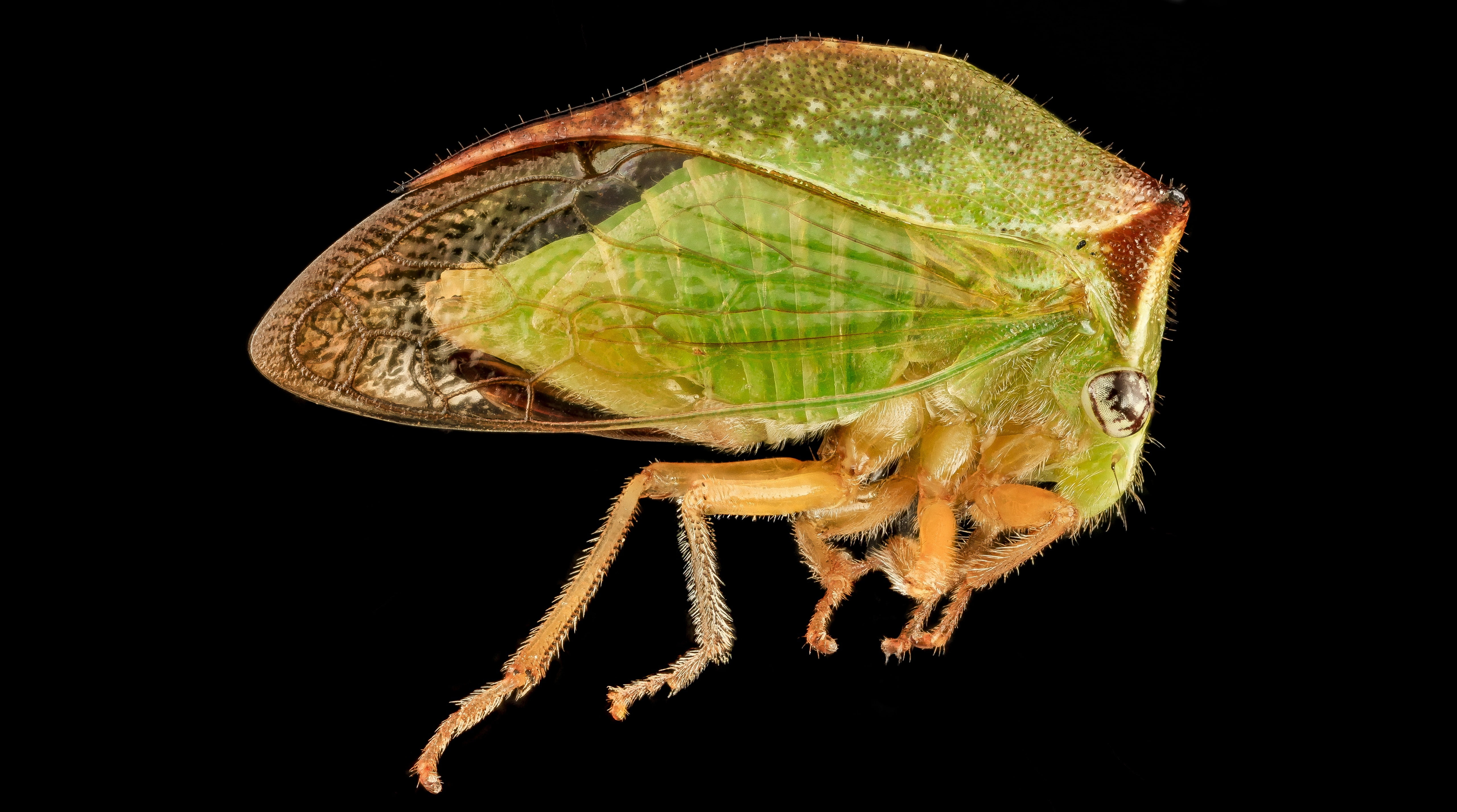 invertebrate, auchenorrhyncha, leaf, animal themes, animal wildlife, treehoppers, buffalo, buffalotreehopper, nature, animal wing, butterfly - insect, hopper, HD Wallpaper