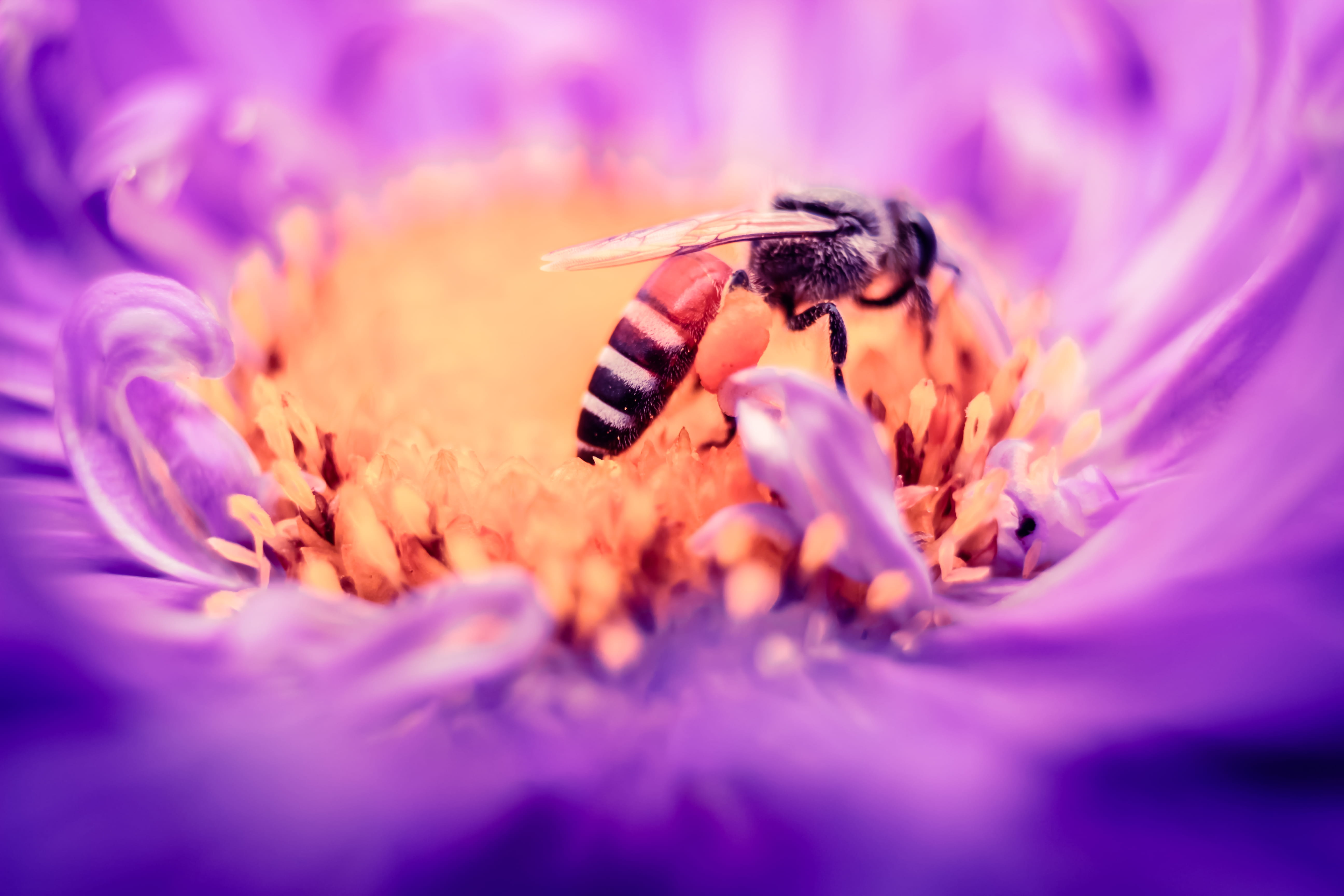 flower, outdoors, single Flower, insect, animal, black, vulnerability, freshness, springtime, plant, Honey Bee, invertebrate, flower Head, petal, fragility, HD Wallpaper