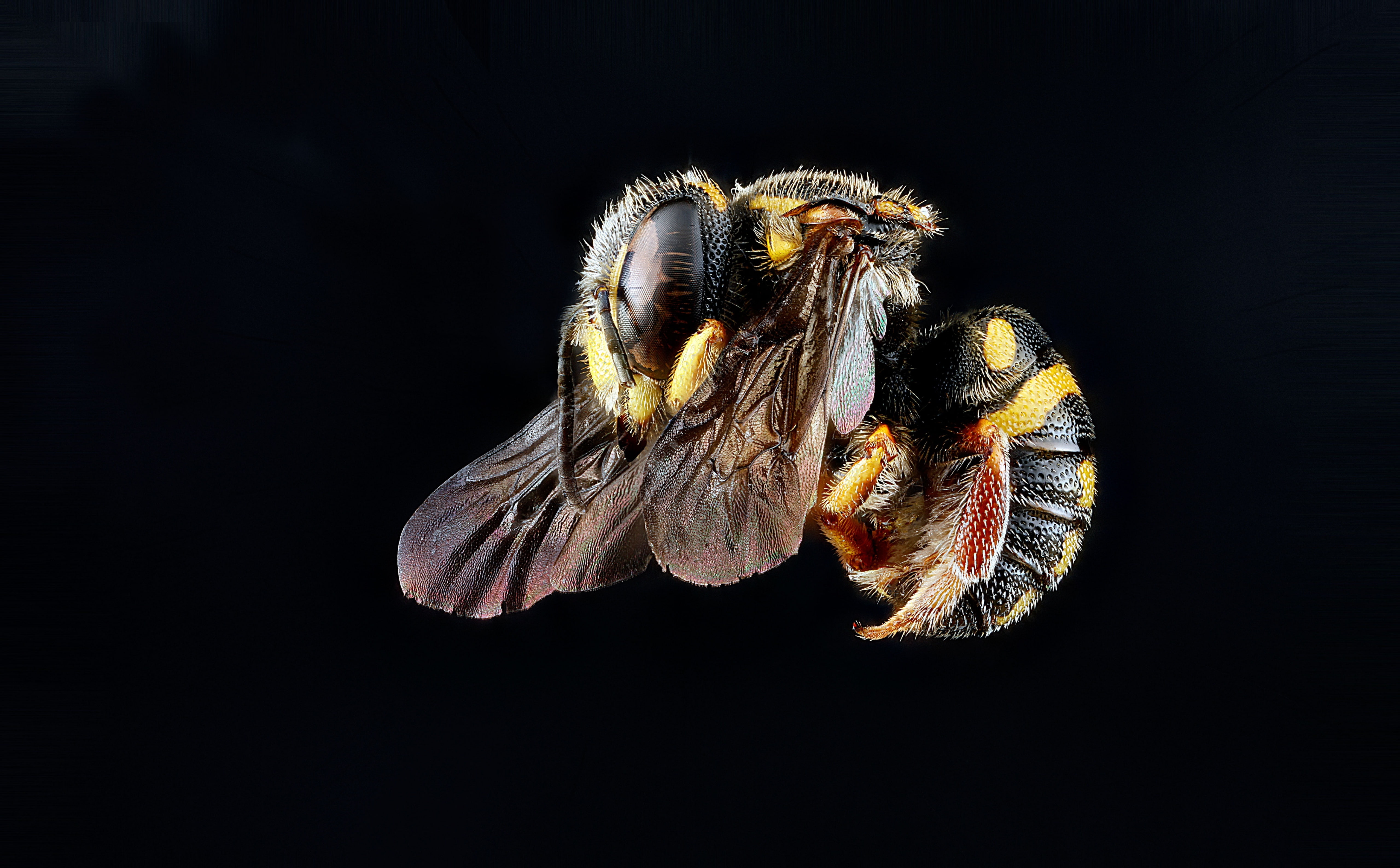 anthophila, 5K, flower head, animal wildlife, droege, pollinators, invertebrate, animal, no people, Bees, animal wing, bee, anthidiellum, close-up, animal themes, HD Wallpaper