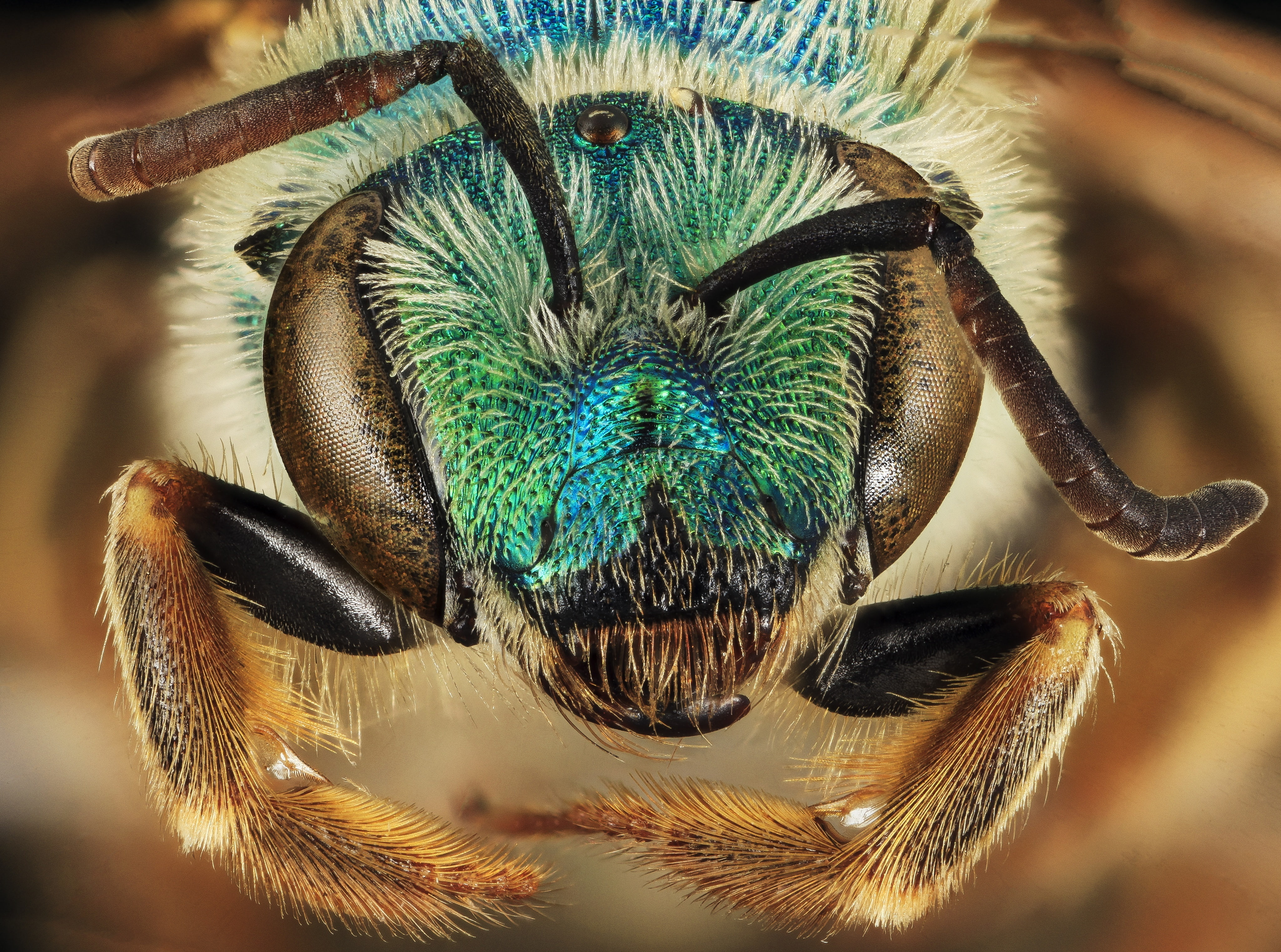 halictinae, no people, animal eye, nature, invertebrate, eye, animal themes, animals in the wild, animal body part, bee, animal wildlife, sweatbees, arthropoda, HD Wallpaper