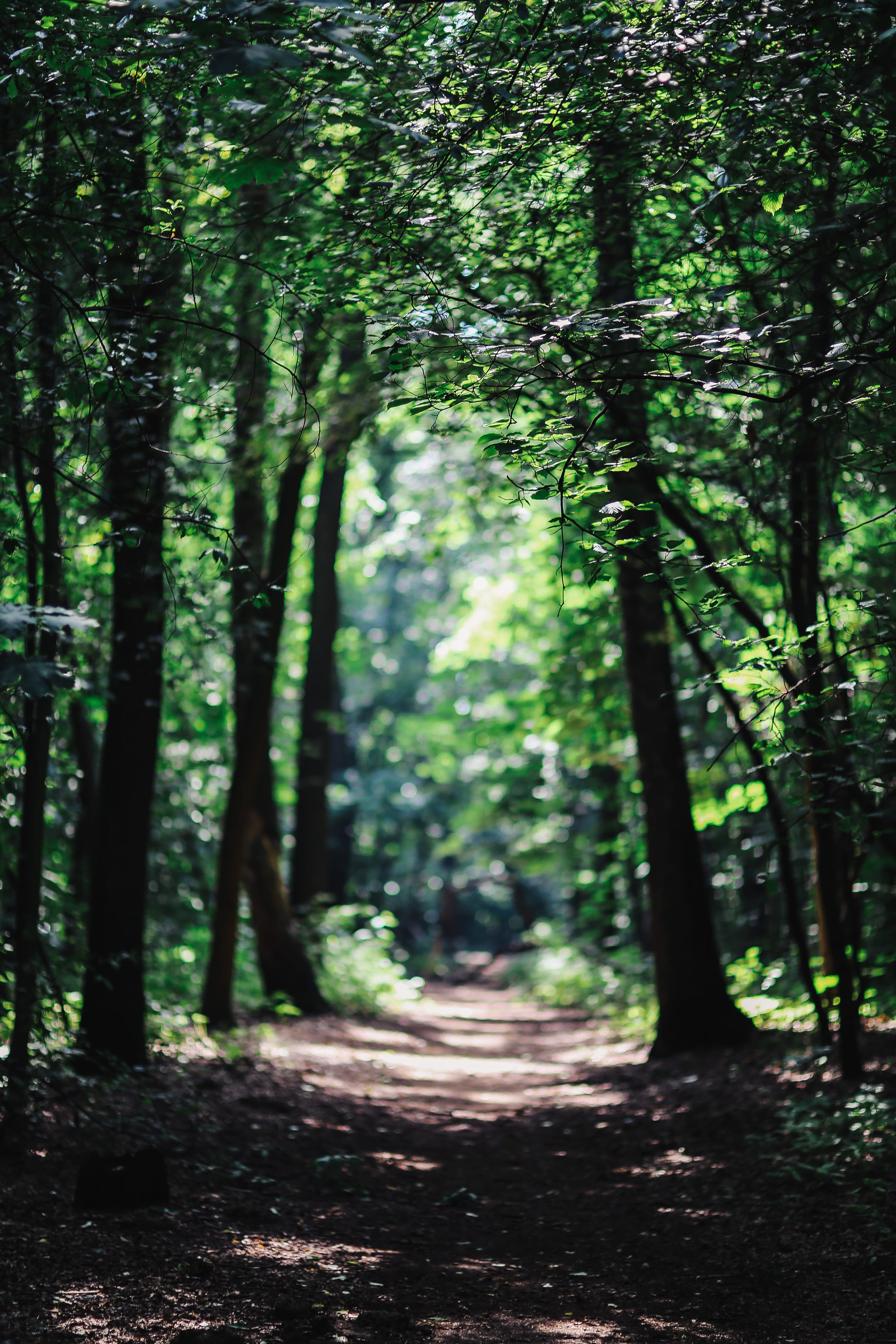 sunlight, tree, outdoors, bamboo - plant, wood, non-urban scene, green Color, woods, no People, green, direction, forest, land, moze, growth, footpath, Phone HD Wallpaper