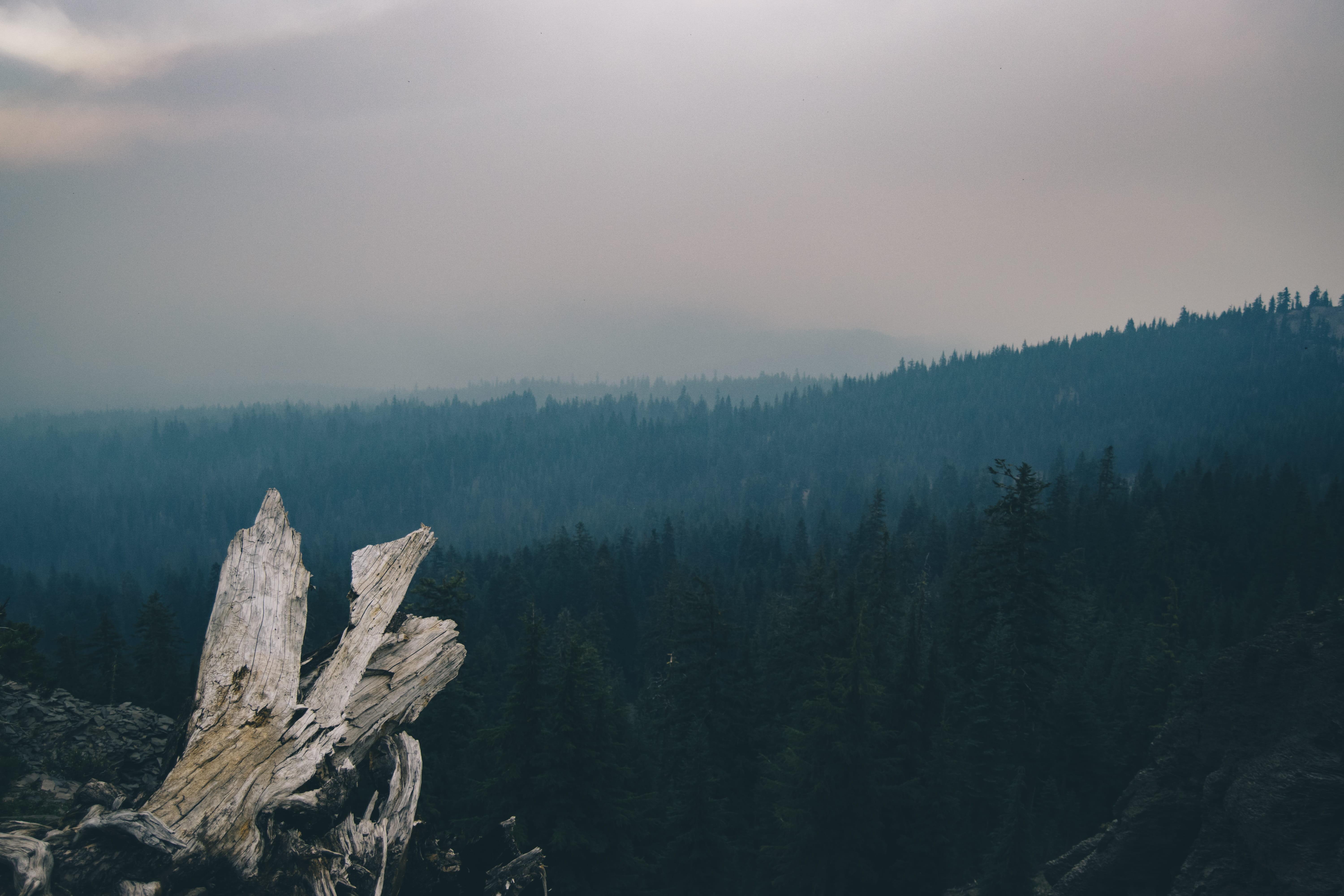 fir, wood, driftwood, scenics - nature, coniferous tree, trees, land, mountain, beauty in nature, smoke, log, growth, 5K, overlooking, outdoors, pine, HD Wallpaper