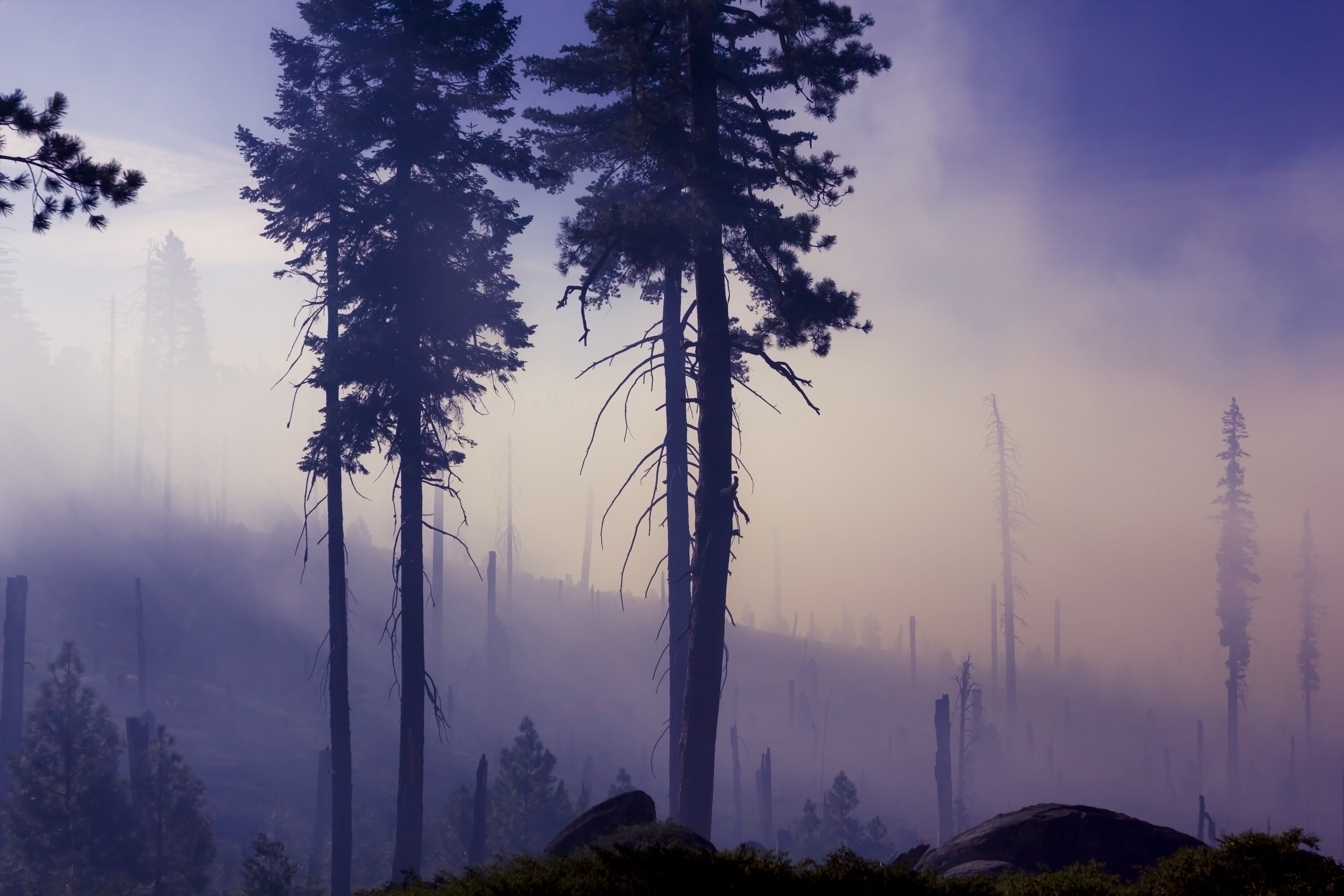 smoke, silhouette, bushland, beauty in nature, mist, environment, landscape, atmosphere, nature, trunk, fog, tranquility, growth, trees, destroyed, daytime, HD Wallpaper