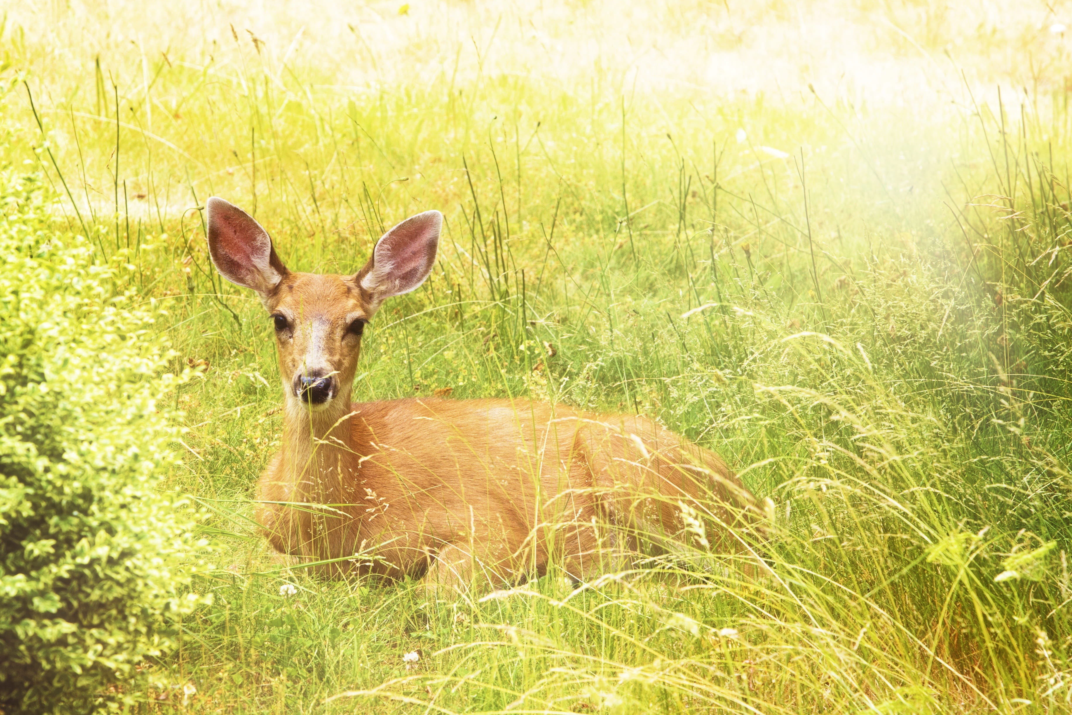 land, animal themes, warm, green grass, herbivorous, grass field, love, growth, fall, cheerful, wildlife, deer, brown, animal, golden, sunlight, portrait, HD Wallpaper
