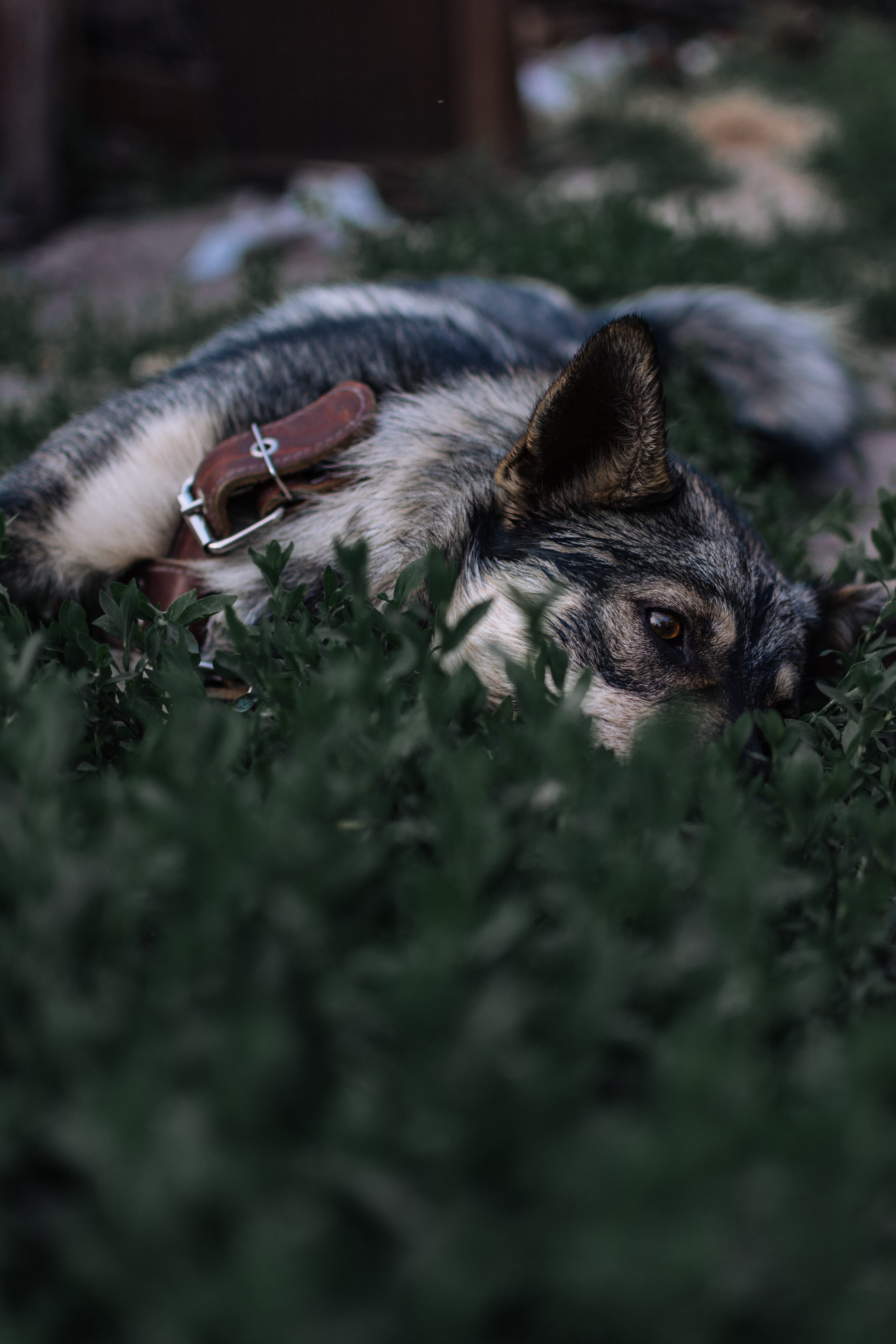 mammal, brown, field, rest, canine, lying down, domestic, dog, vertebrate, green, coated, lying, grass, photo, pet, ear, 5K, looking at camera, portrait, Phone HD Wallpaper