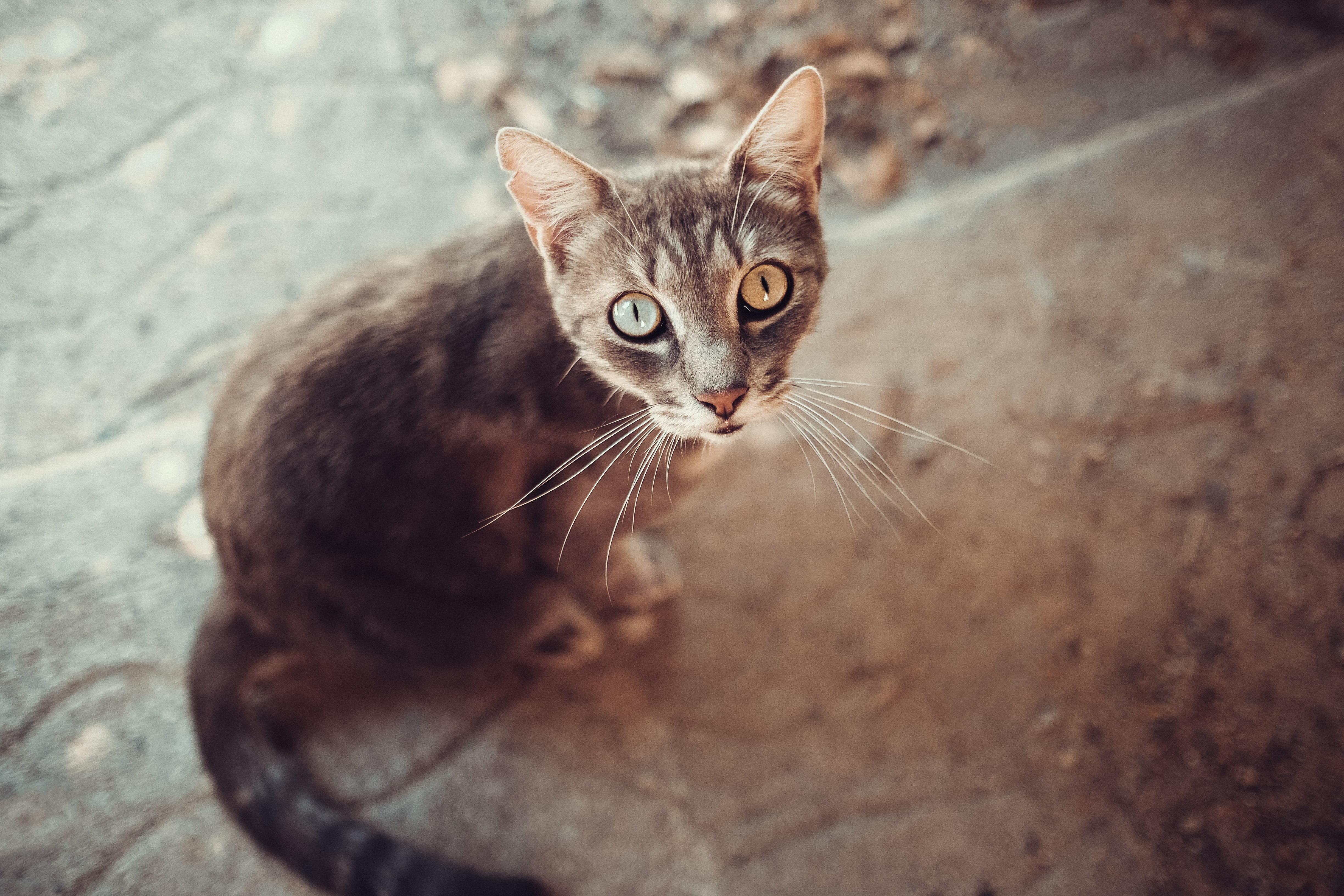 tabby, feline, animal body part, pets, animal ears, looking at camera, animal eye, cat eyes, animals, no people, one animal, mammal, body part, cat, high angle view, HD Wallpaper