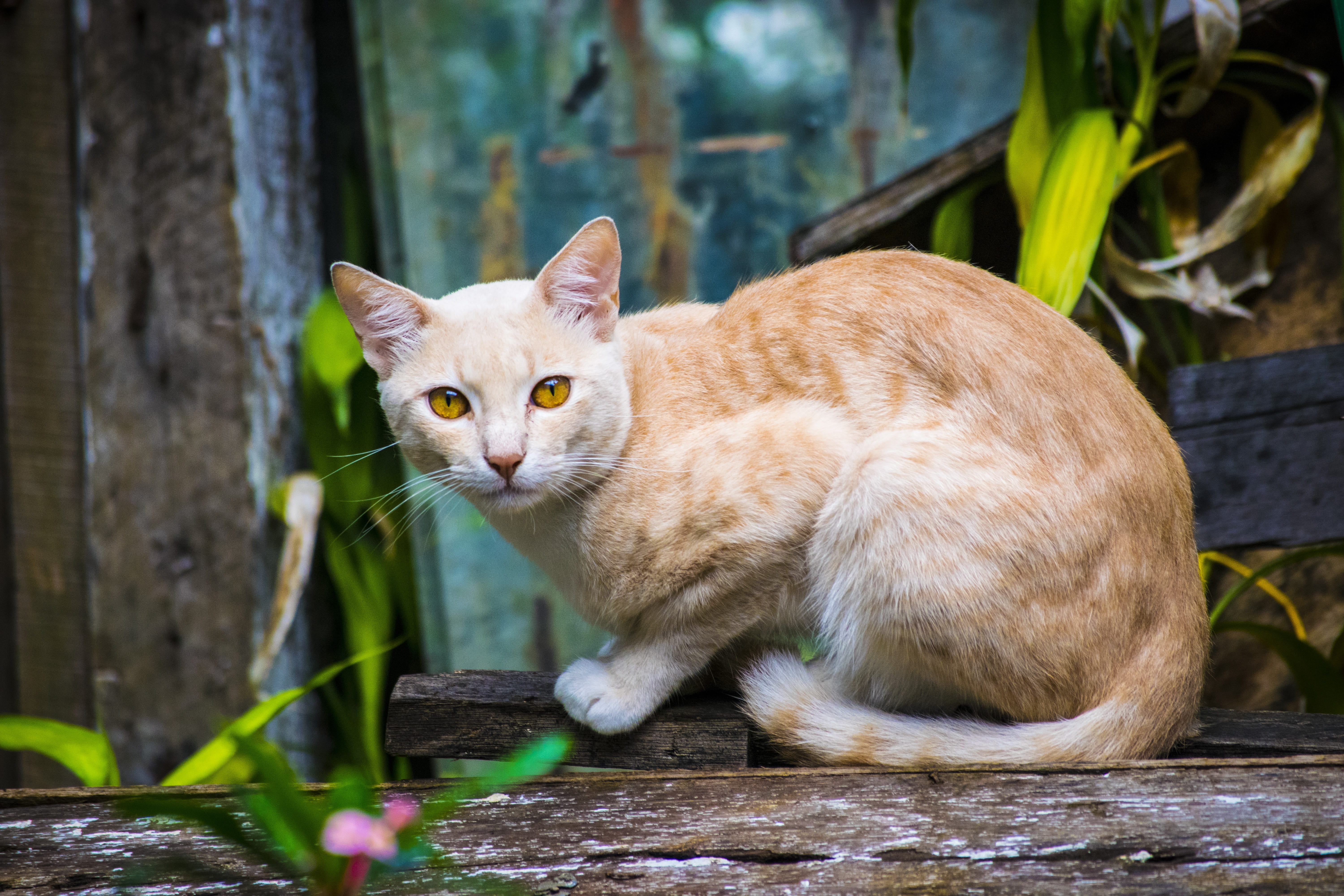 domestic animals, looking at camera, focus on foreground, kitty, looking, no people, pets, one animal, 5K, portrait, adorable, mammal, sitting, vertebrate, HD Wallpaper