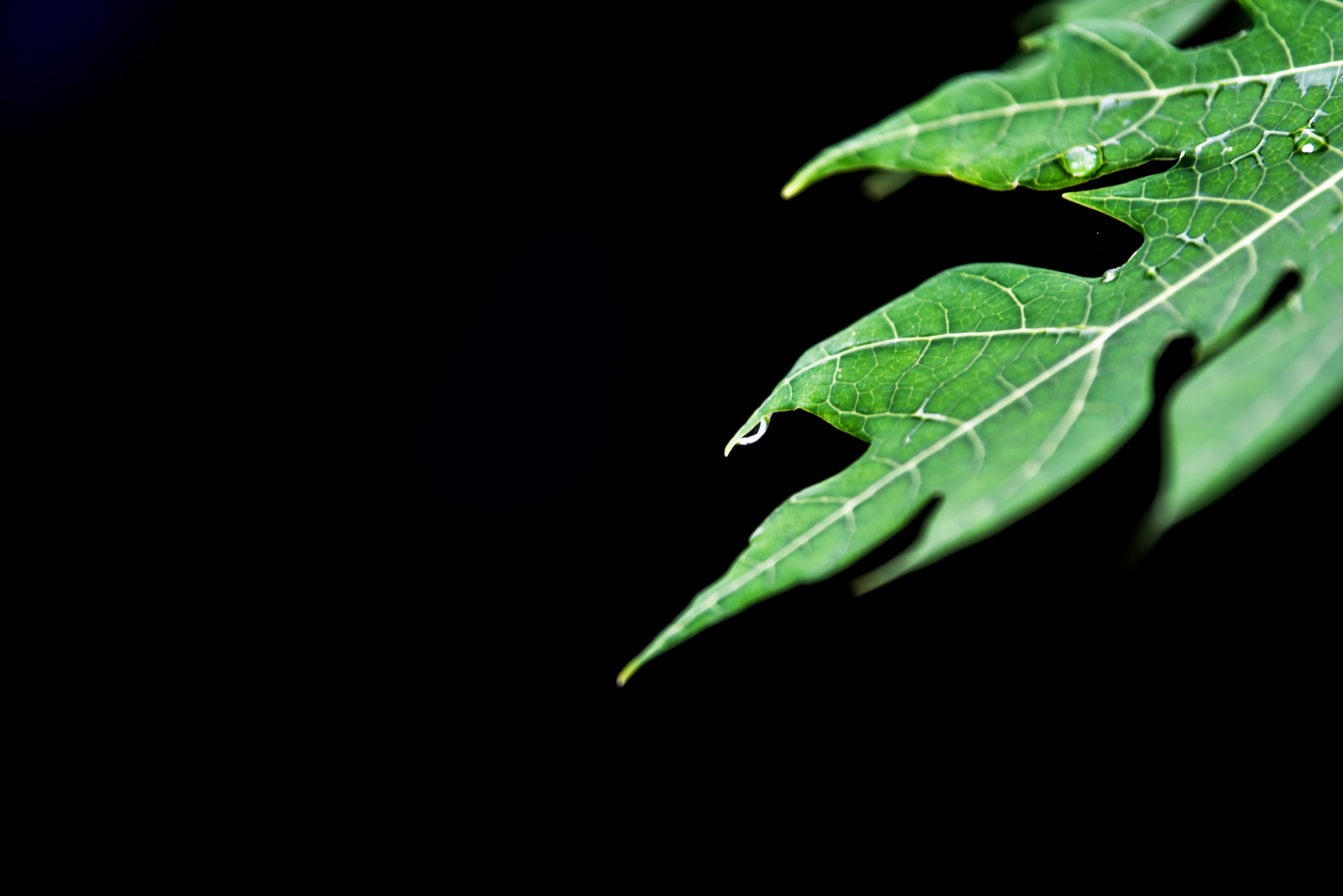 green color, outdoors, focus, tree, background, fresh, holiday, plant part, beauty in nature, water drop, close-up, blur, line, black background, freshness, HD Wallpaper