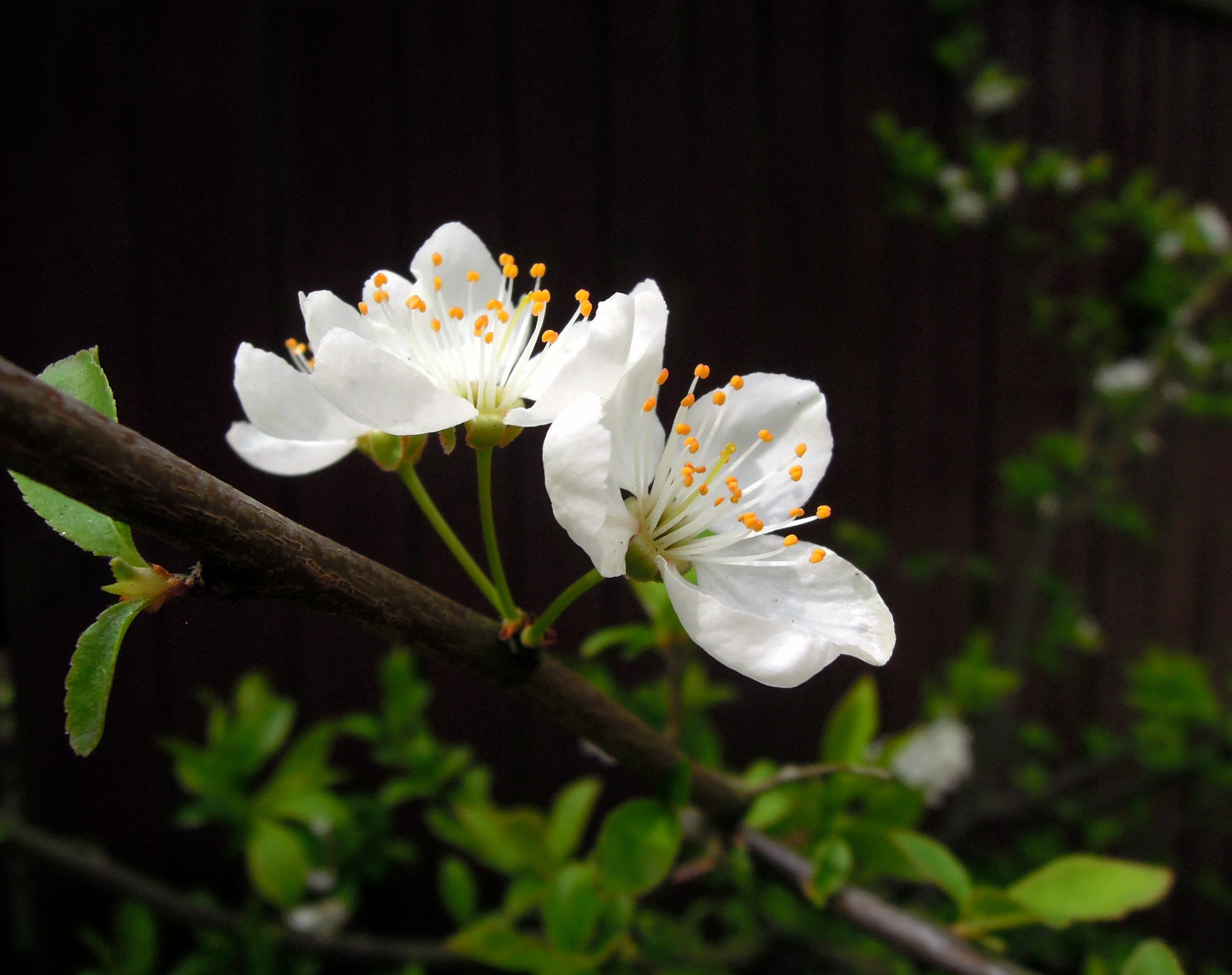 flower head, garden, white color, flowers, growth, botany, gentle, flowering plant, close-up, brown, outdoors, plant, spring, focus on foreground, blooming sakura, HD Wallpaper