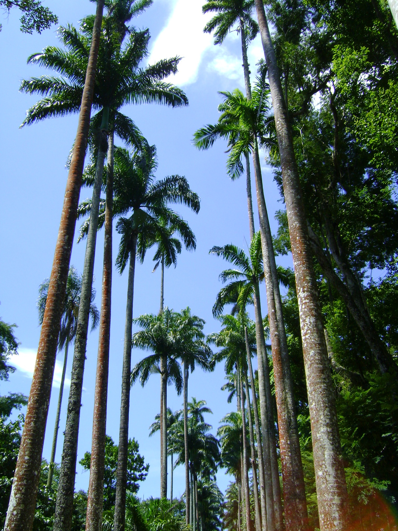 palm leaf, coconut palm tree, tree, trees, rio de janeiro, 1080P, beauty in nature, treelined, green, land, palm tree, landscape, forest, trunk, plants, Phone HD Wallpaper