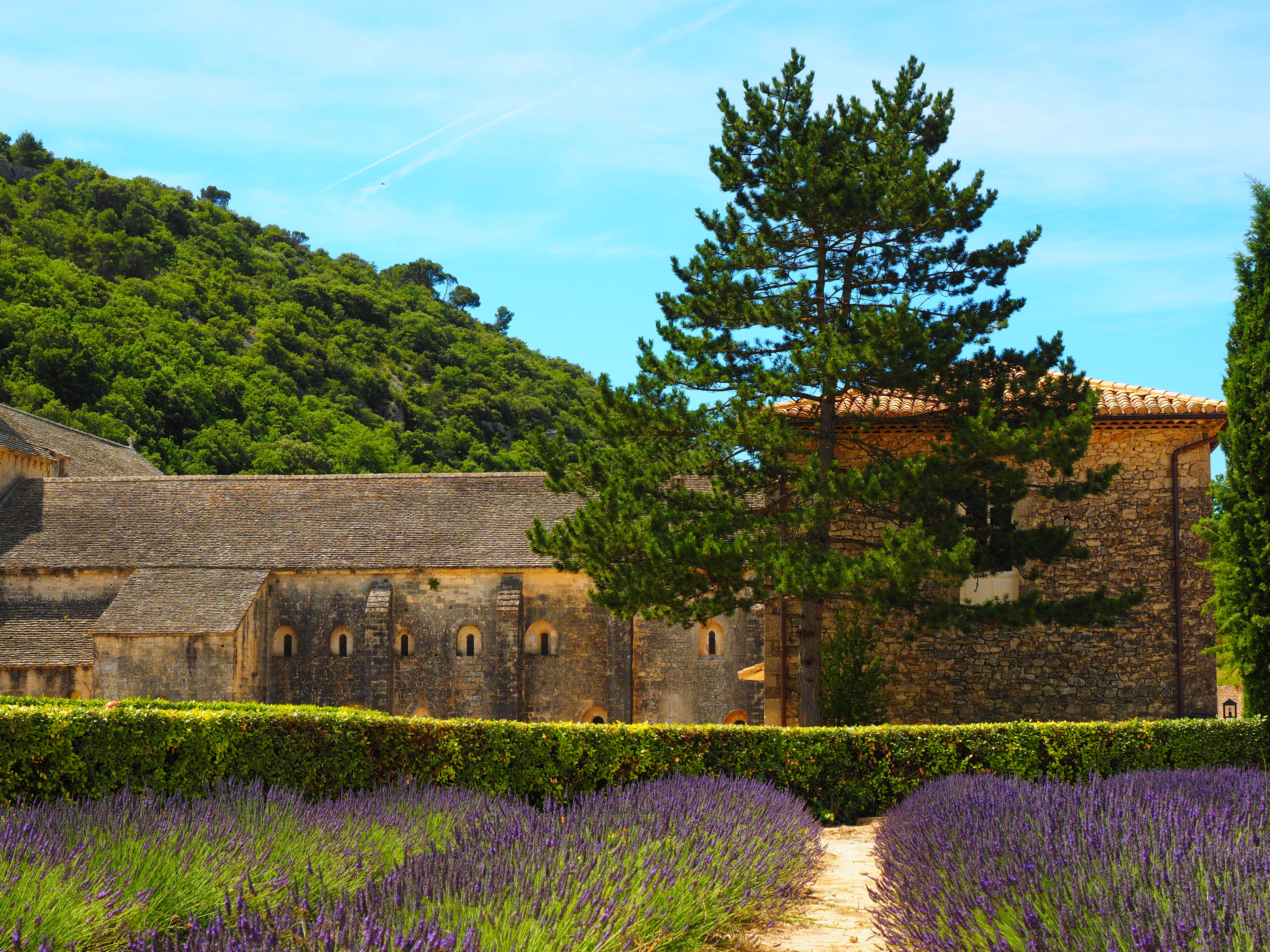 church, flower, french, herb, lavender field, italy, violet, lavender blossom, scented plant, 4K, flowers, cistercian monks, flora, lavandula angustifolia, HD Wallpaper