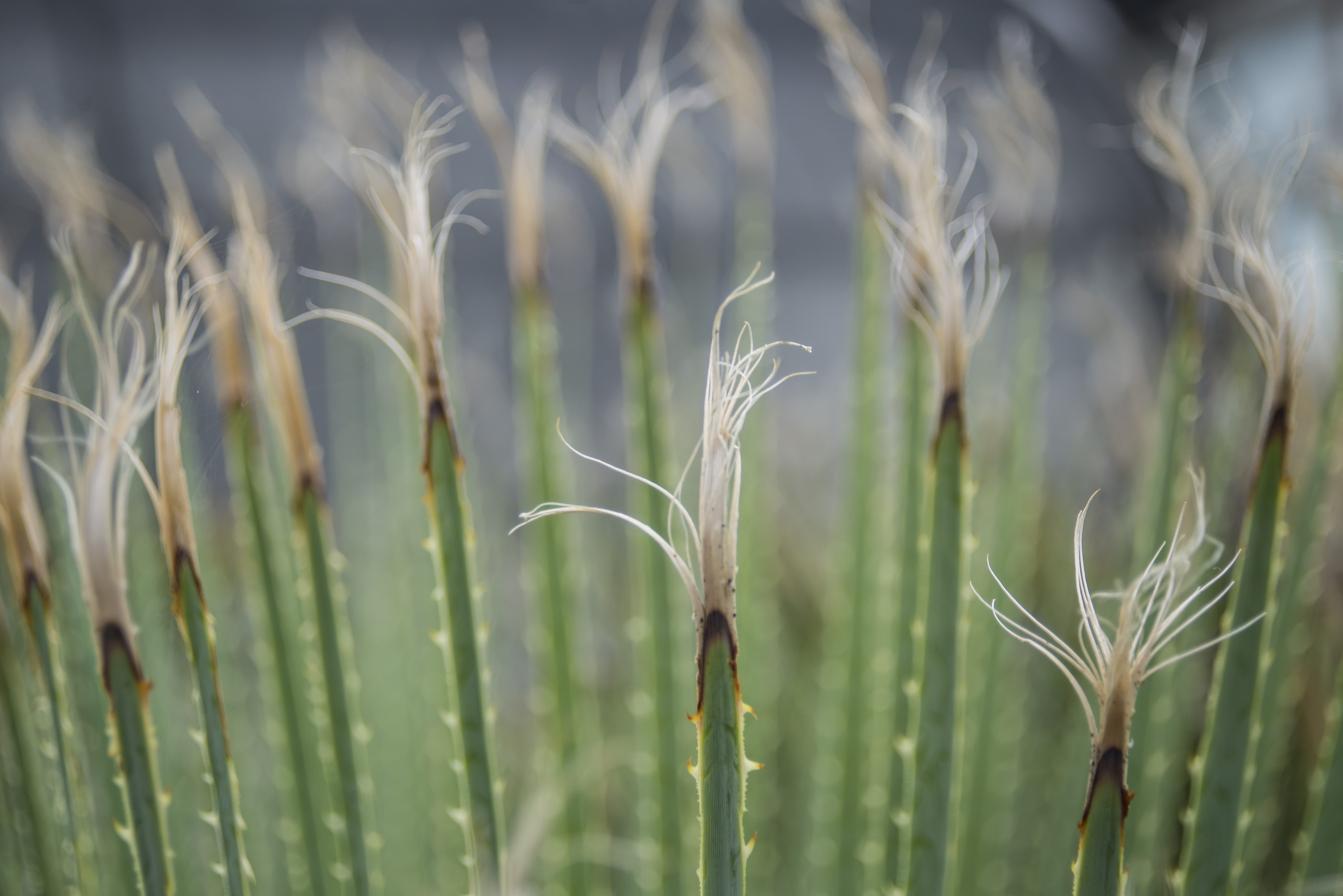 méxico, land, focus on foreground, nature, beauty in nature, tuft, mexico, brown, outdoors, rural scene, array, garden, plant, agave, cereal plant, agriculture, HD Wallpaper