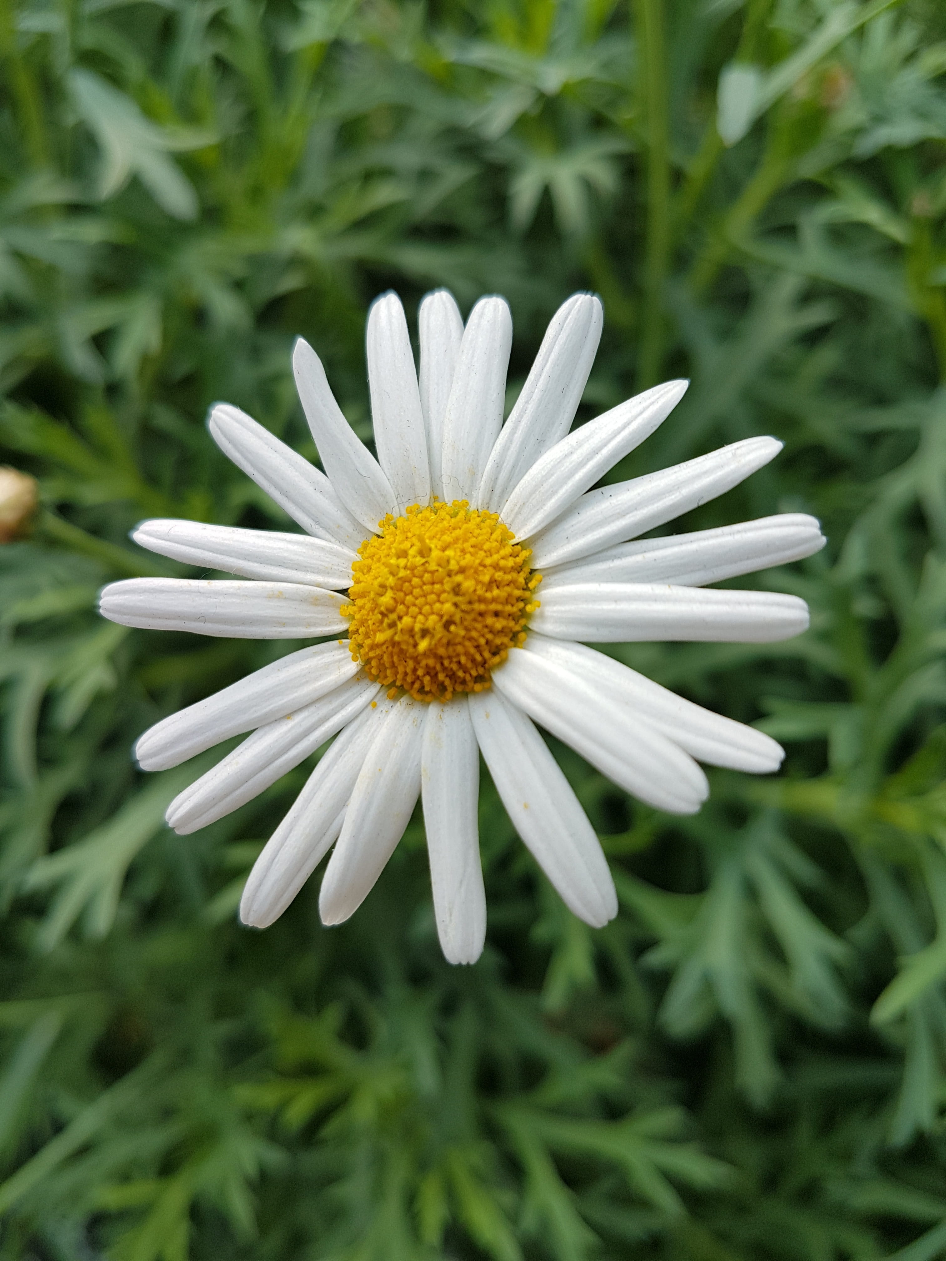 meadow, inflorescence, summer, focus on foreground, white color, gazania, nature, freshness, beauty in nature, vintage, blossom, leaf, decoration, tree, Phone HD Wallpaper