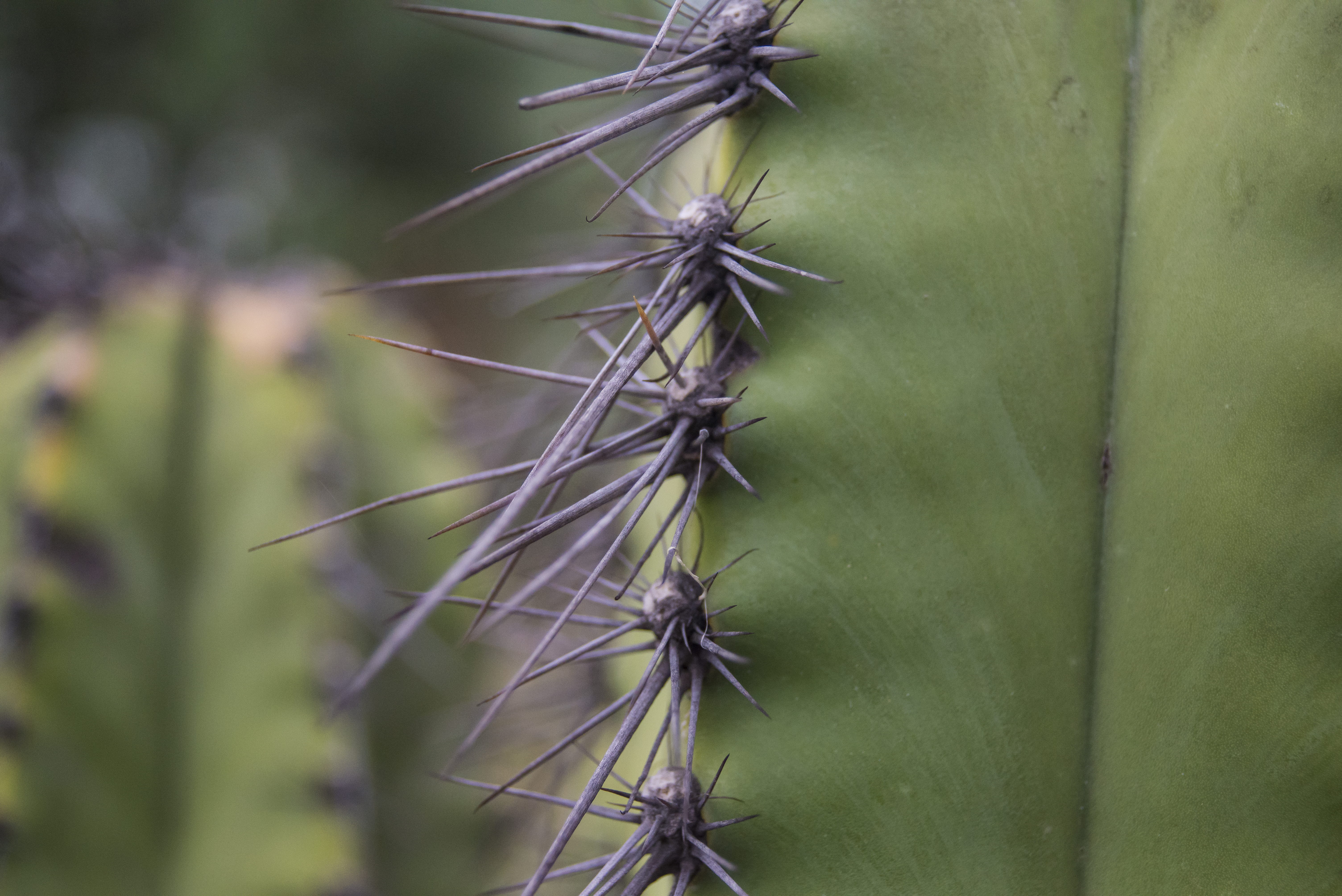 focus on foreground, flowering plant, nature, no people, tranquility, grey, green color, cactus, growth, beauty in nature, spines, day, flower, land, succulent, HD Wallpaper