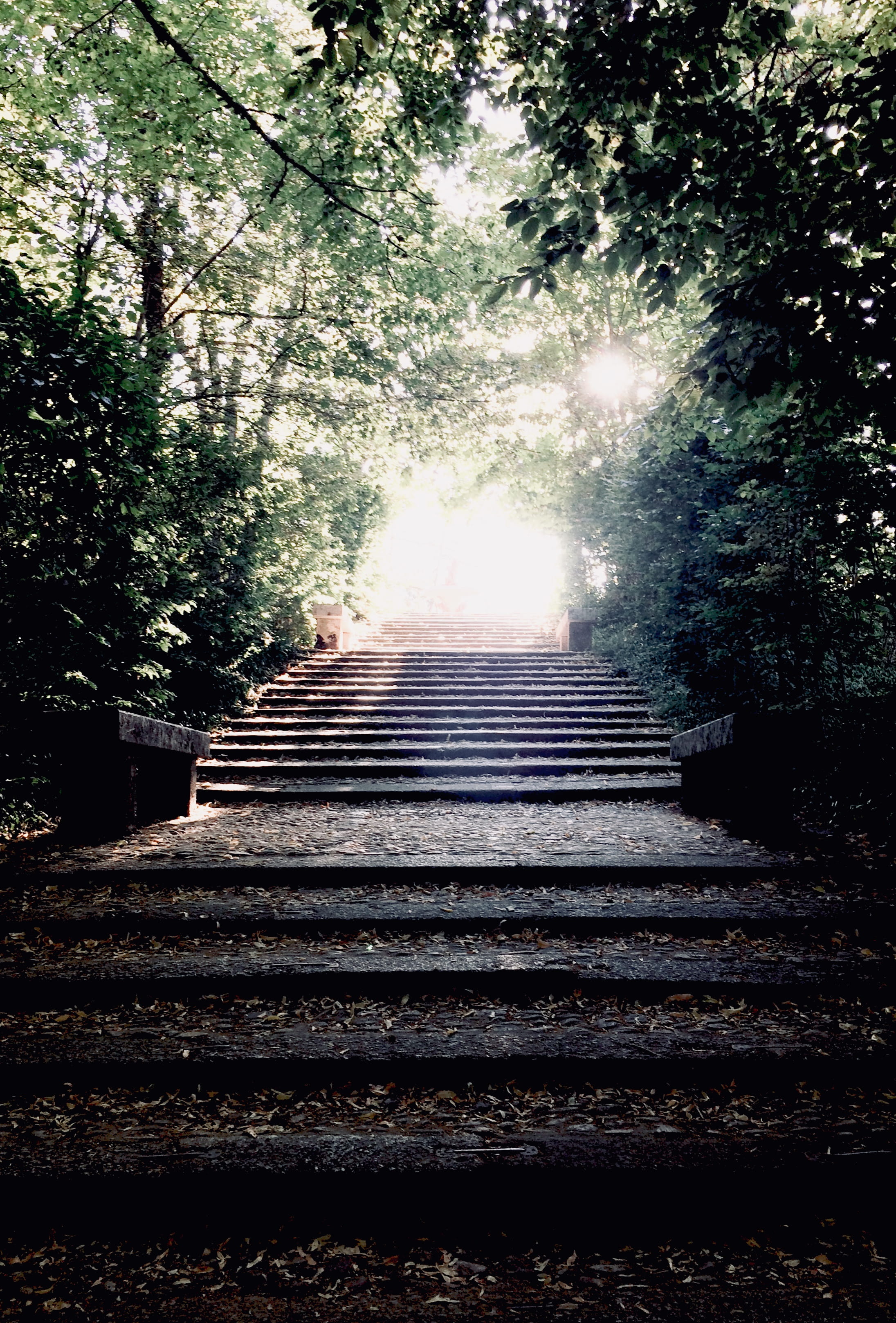 tranquility, sunlight, the way forward, no people, growth, architecture, stair, built structure, direction, moving up, green, land, day, calle botica, la granja de san ildefonso, Phone HD Wallpaper
