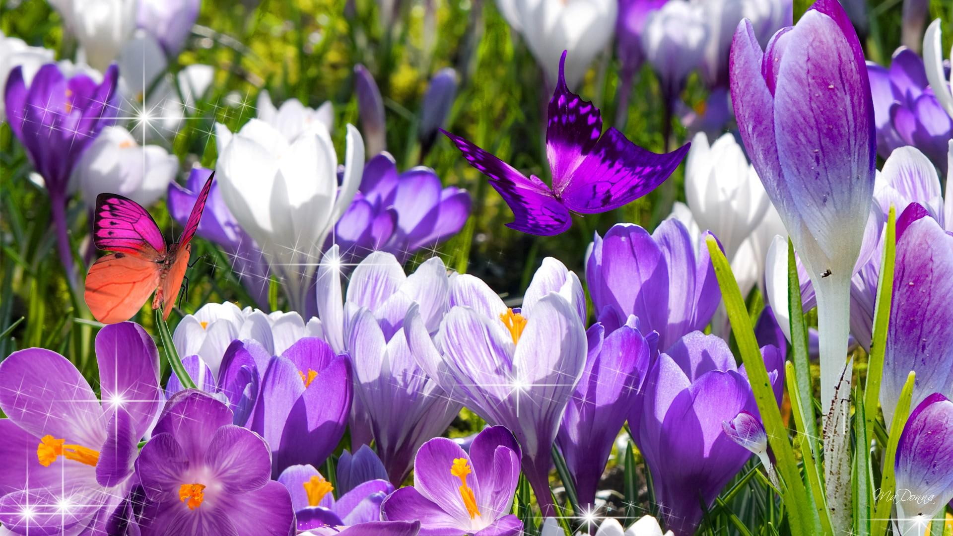 spring, 1080P, garden, 3d and abstract, crocus, flowers, butterflies, colorful, springs, bright, first, purple, HD Wallpaper