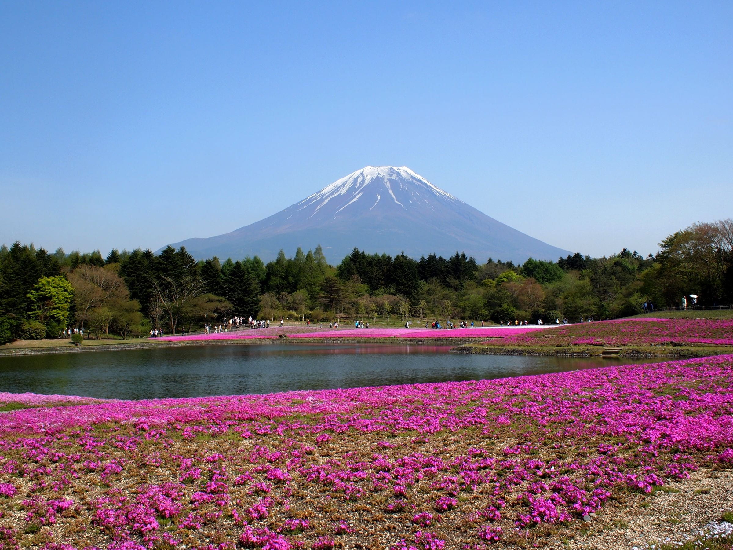 no people, mountain peak, outdoors, tranquil scene, phlox, sky, travel destinations, nature, tranquility, tree, fuji, lake, landscape, volcano, mt fuji, HD Wallpaper