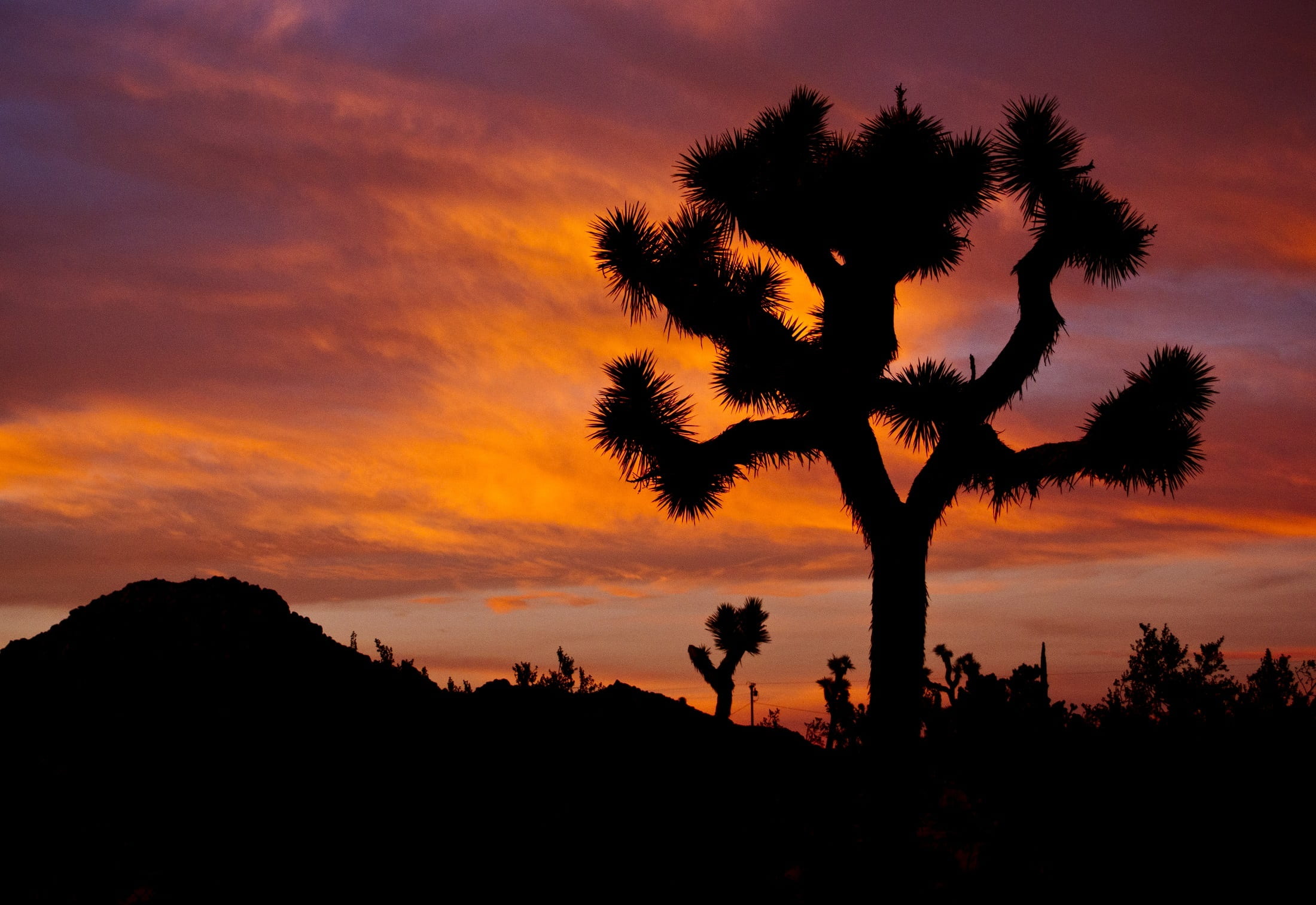 desert, dusk, near, nature, usa, environment, plant, joshua trees, tree, cloud - sky, national, mountains, scenic, idyllic, orange, house, orange color, HD Wallpaper