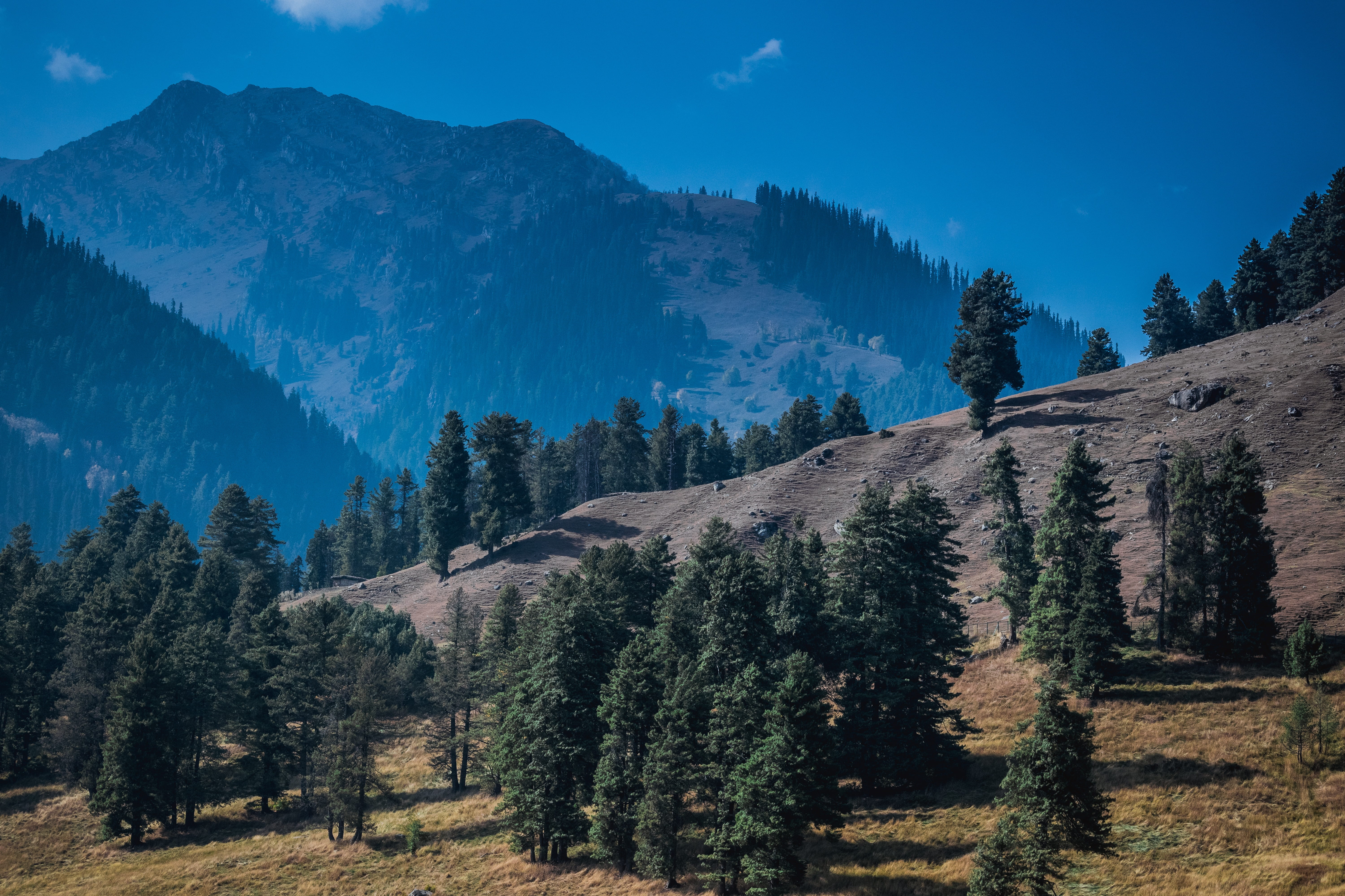 pine tress, autumn in kashmir, outdoors, blue sky, perfect day, mountain, pahalgam, no people, kashmir, plant, coniferous tree, idyllic, mountains, HD Wallpaper