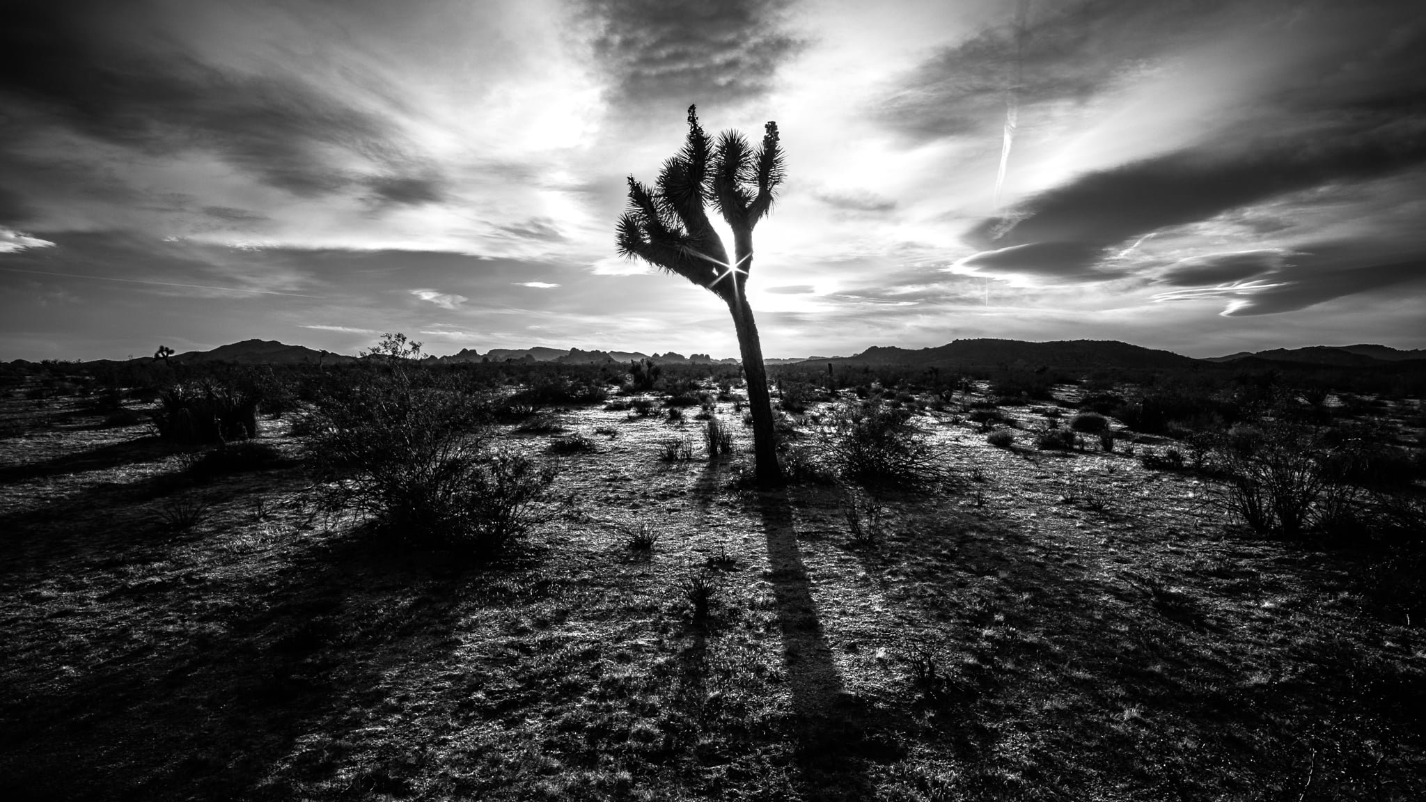 contrast, samyang, california, usa, fujifilm, tree, United States, cliff, silhouette, sunset, black And White, rocks, nature, light, joshua tree, rokinon, HD Wallpaper