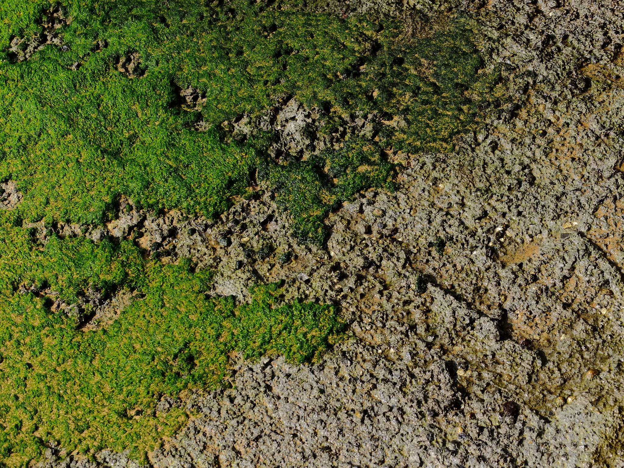 field, beauty in nature, backgrounds, outdoors, rock, solid, lichen, 1080P, grass, fuji x30, plant, green color, mundaka, land, high angle view, green, HD Wallpaper