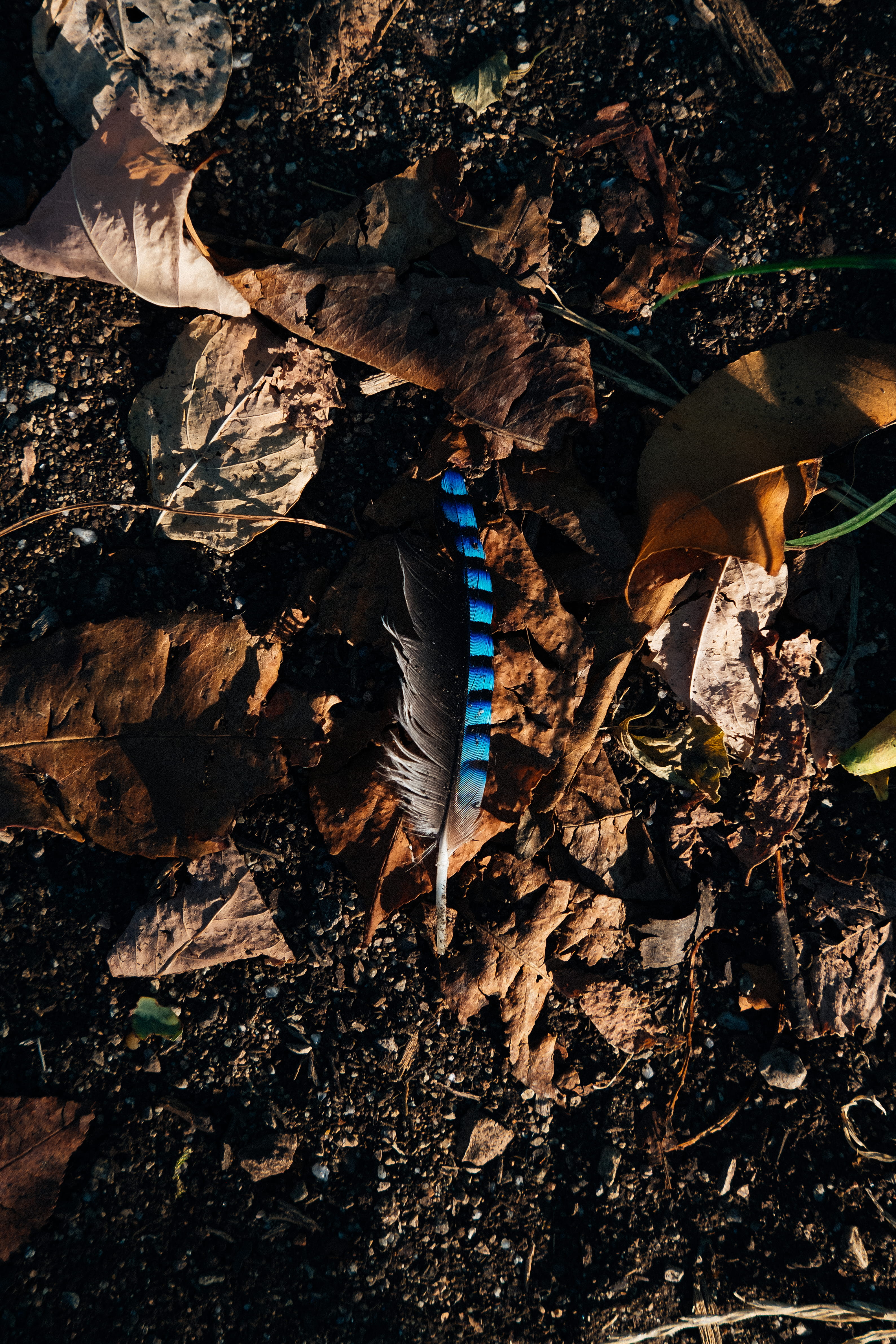 fuji, forest, wood - material, autumn, dry, fallen, field, shadow, earth, soil, leaves, day, feather, contrast, messy, outdoors, black, 4K, leaf, lombardy, Phone HD Wallpaper