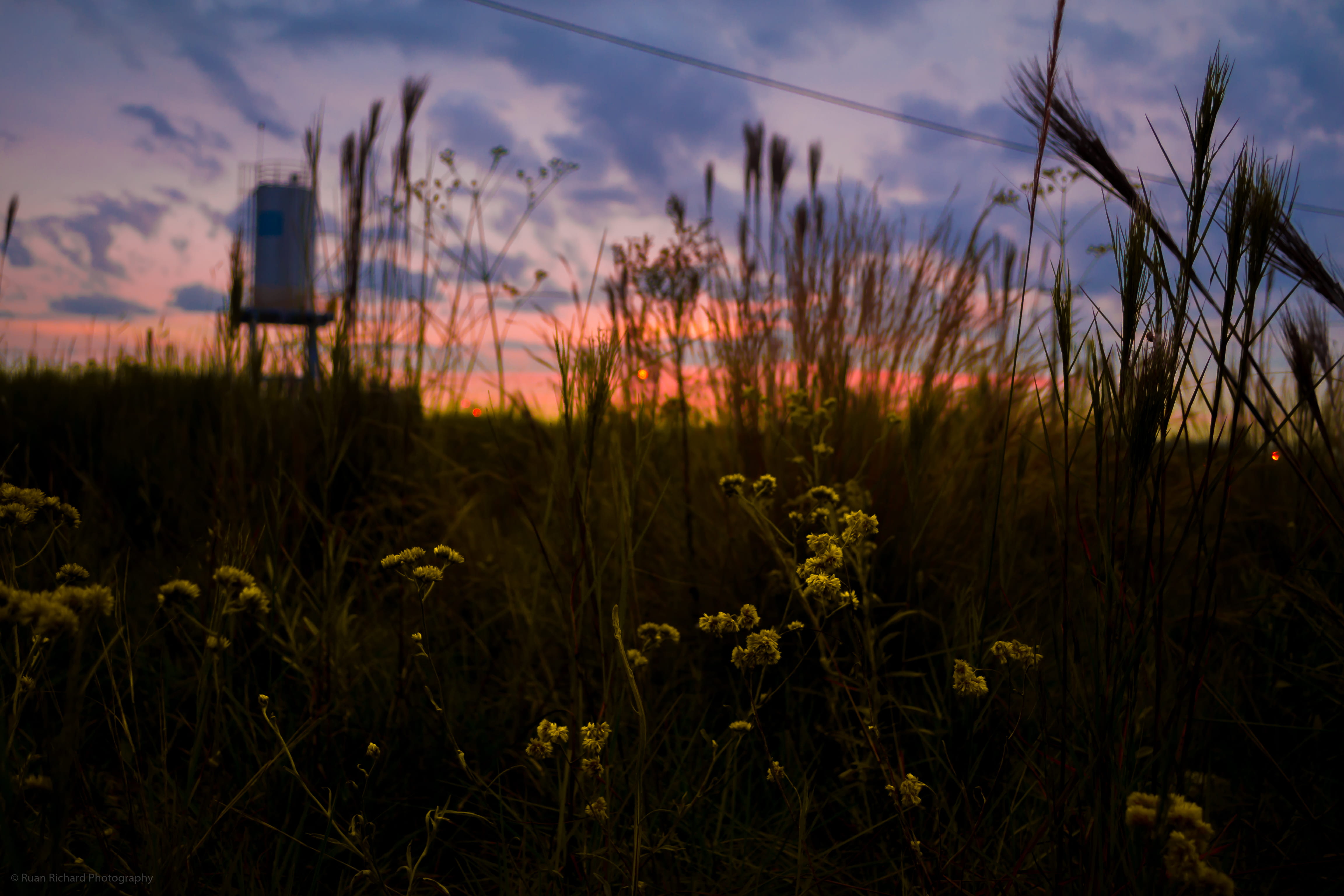 landscape, plant, brazil, growth, sky, grass, tranquil scene, sunshine, heeybooy, vulnerability, environment, freshness, flower, amazing, focus on foreground, HD Wallpaper