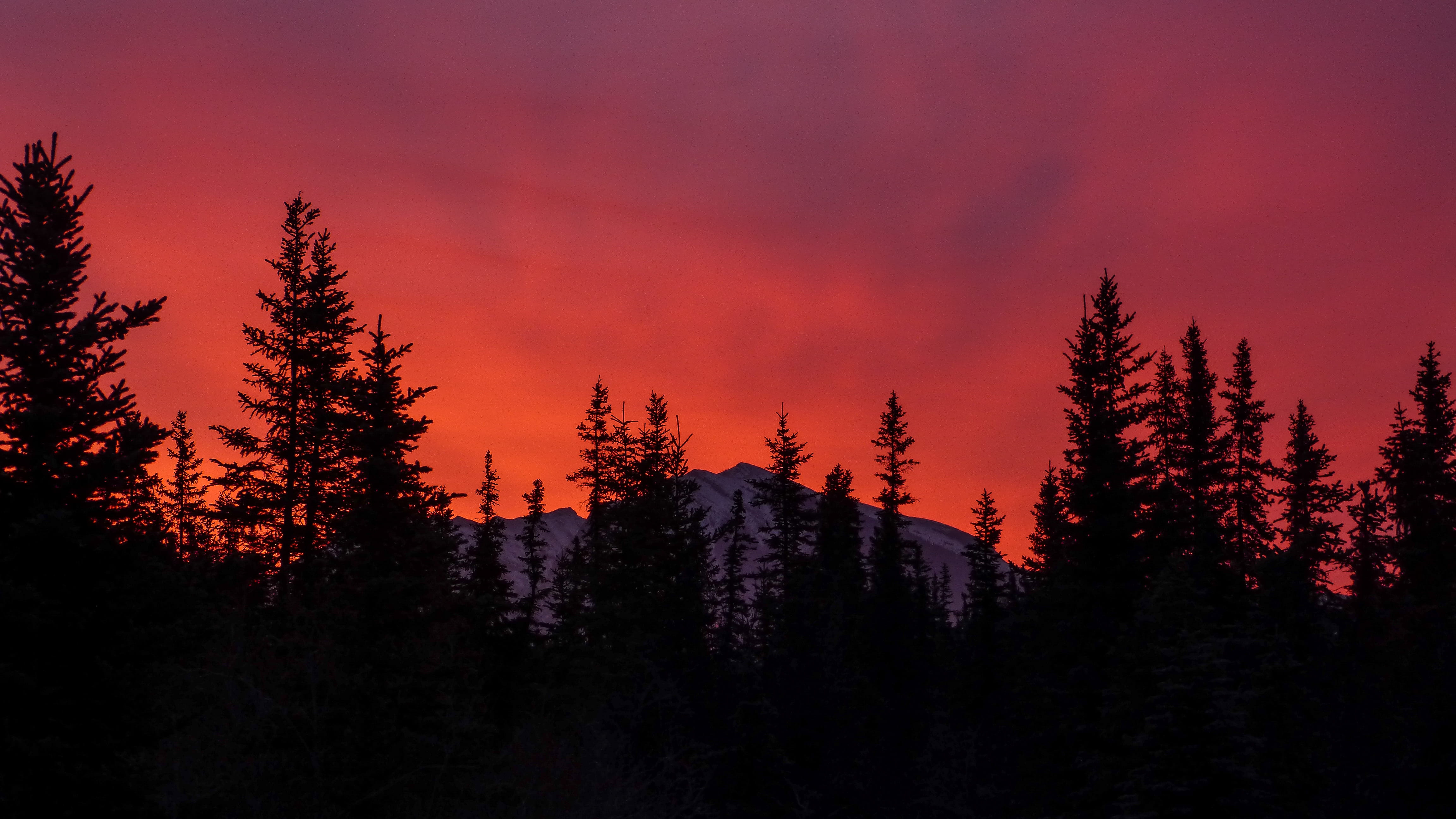 tranquility, tree, non-urban scene, vacation, autumn, land, pine tree, amazing, rockies, plant, sunset, alberta, pinaceae, summer, orange, pink, black, HD Wallpaper