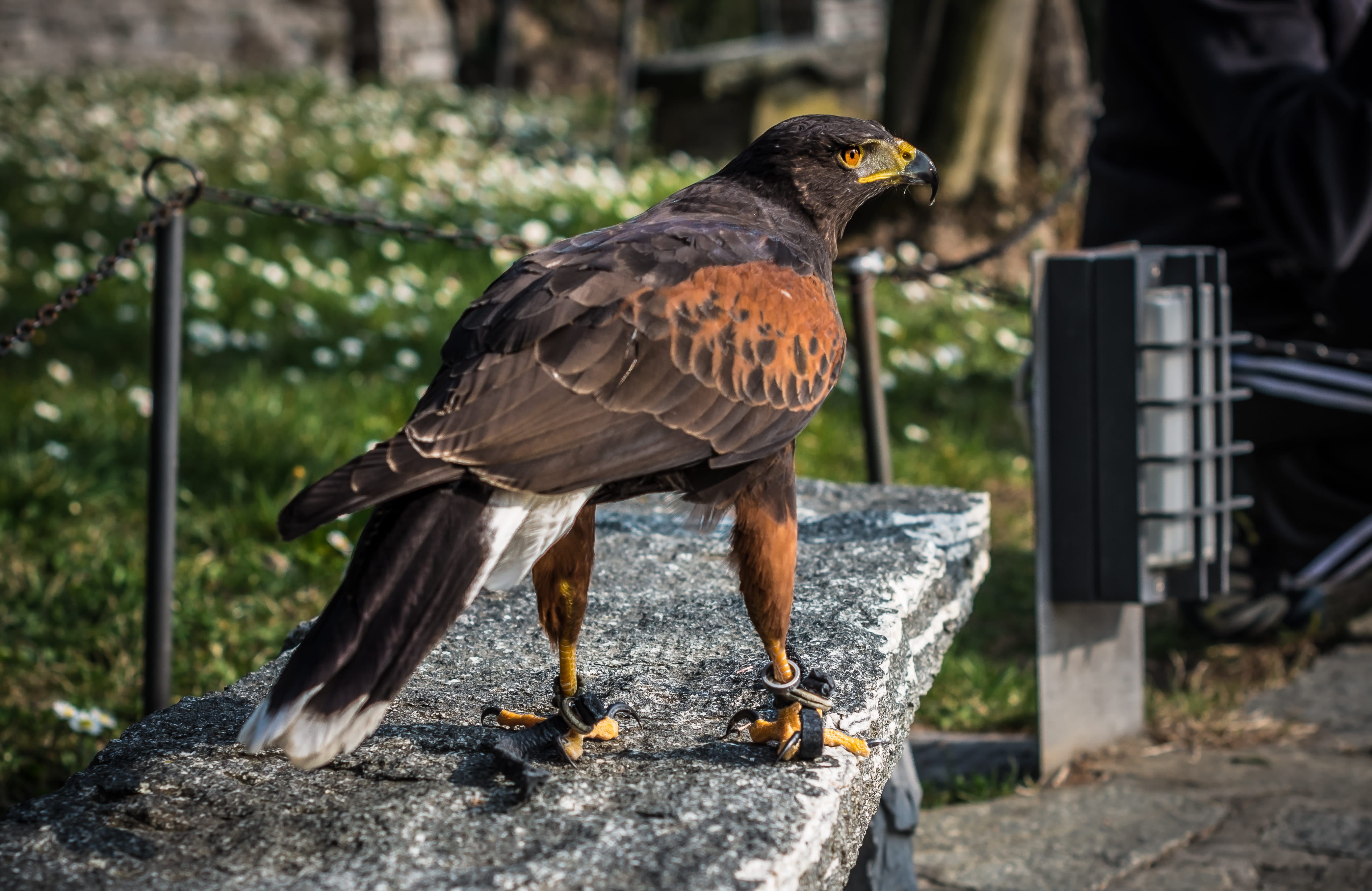 perching, vertebrate, metal, bird of prey, day, amazing, outdoors, railing, wilderness, fly, green, blog, no people, animal wildlife, one animal, italy, HD Wallpaper