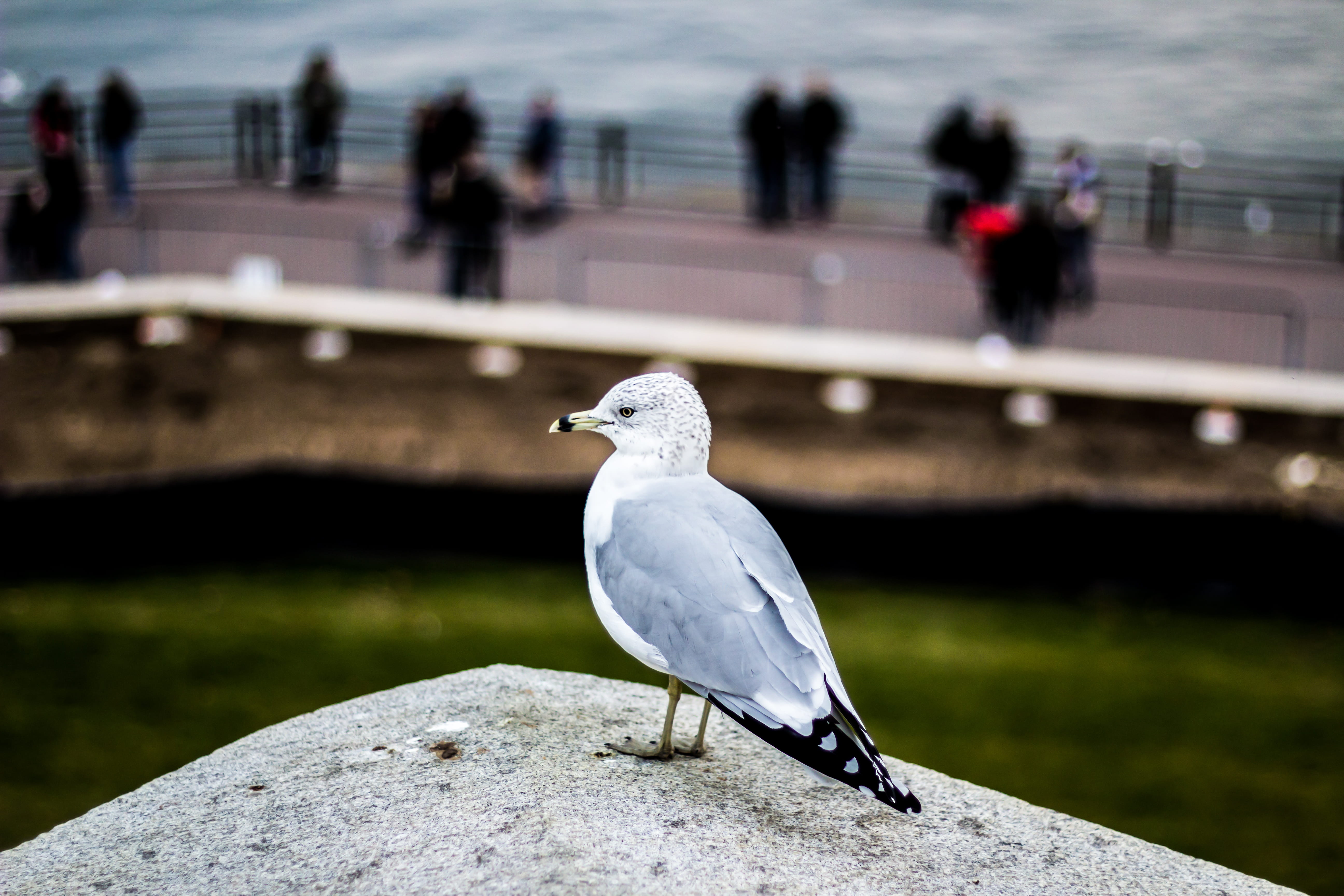 railing, vertebrate, bay, animals in the wild, pigeon, new york, united states, solid, close-up, surface, 5K, seagull, perched, human, outdoors, HD Wallpaper