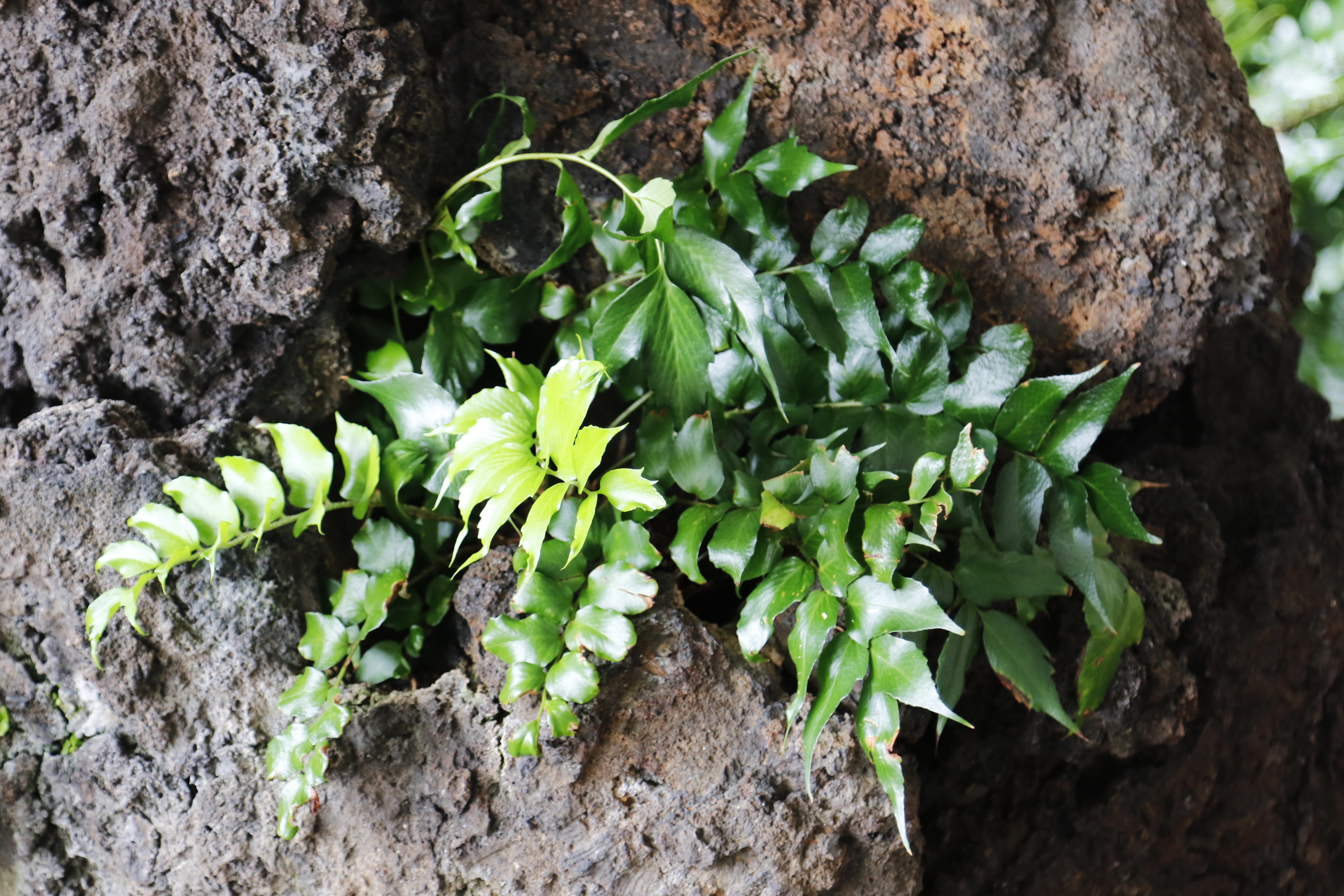 grow, outdoors, field, dirt, leave, close-up, stein, vulkan, beauty in nature, leaf, selective focus, trunk, growth, spain, vulcano, haria, leaves, stone, HD Wallpaper