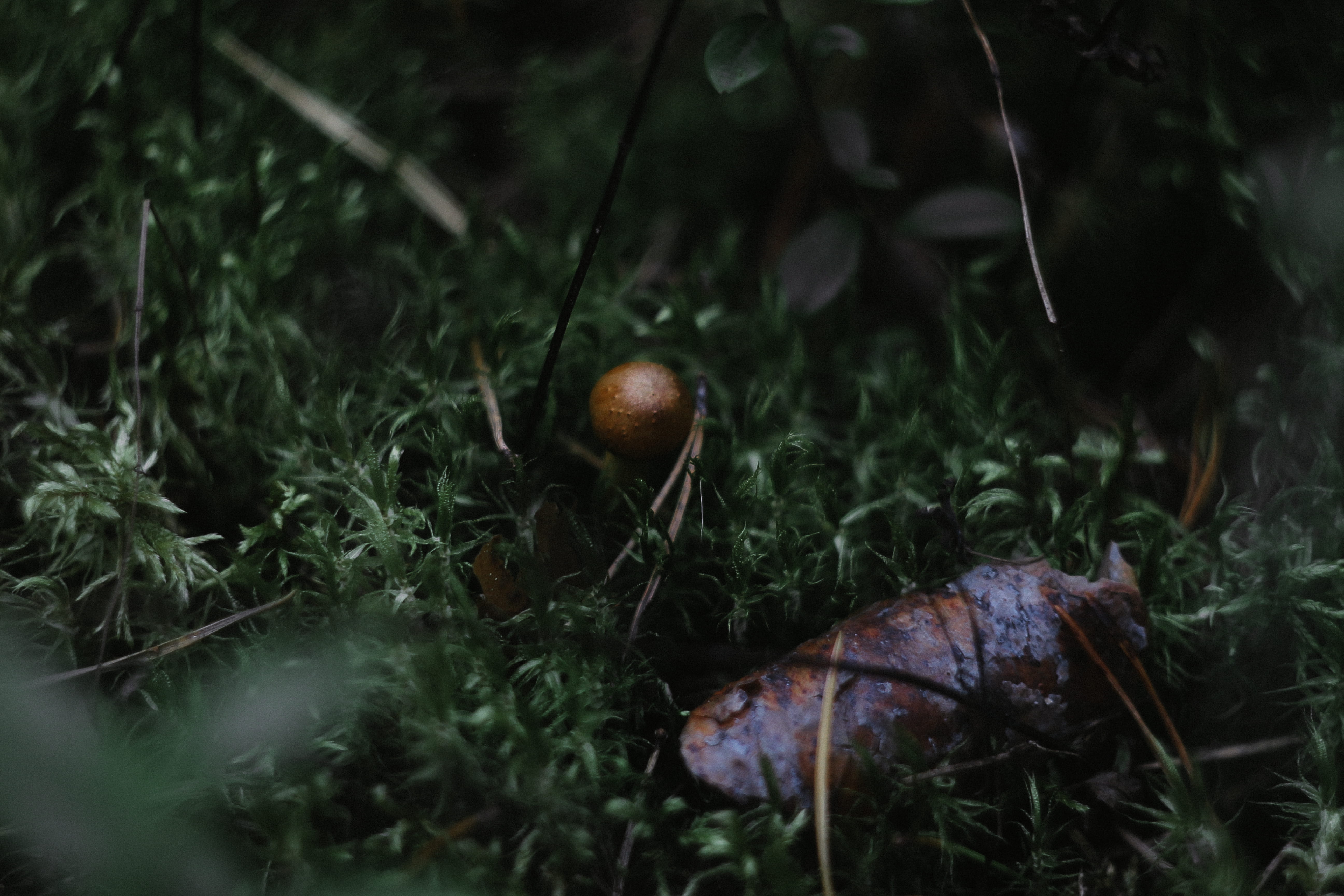 nature, mushroom, russia, outdoors, fungus, лес, freshness, grass, no people, helios, food, 5K, food and drink, selective focus, fruit, green color, forest, HD Wallpaper