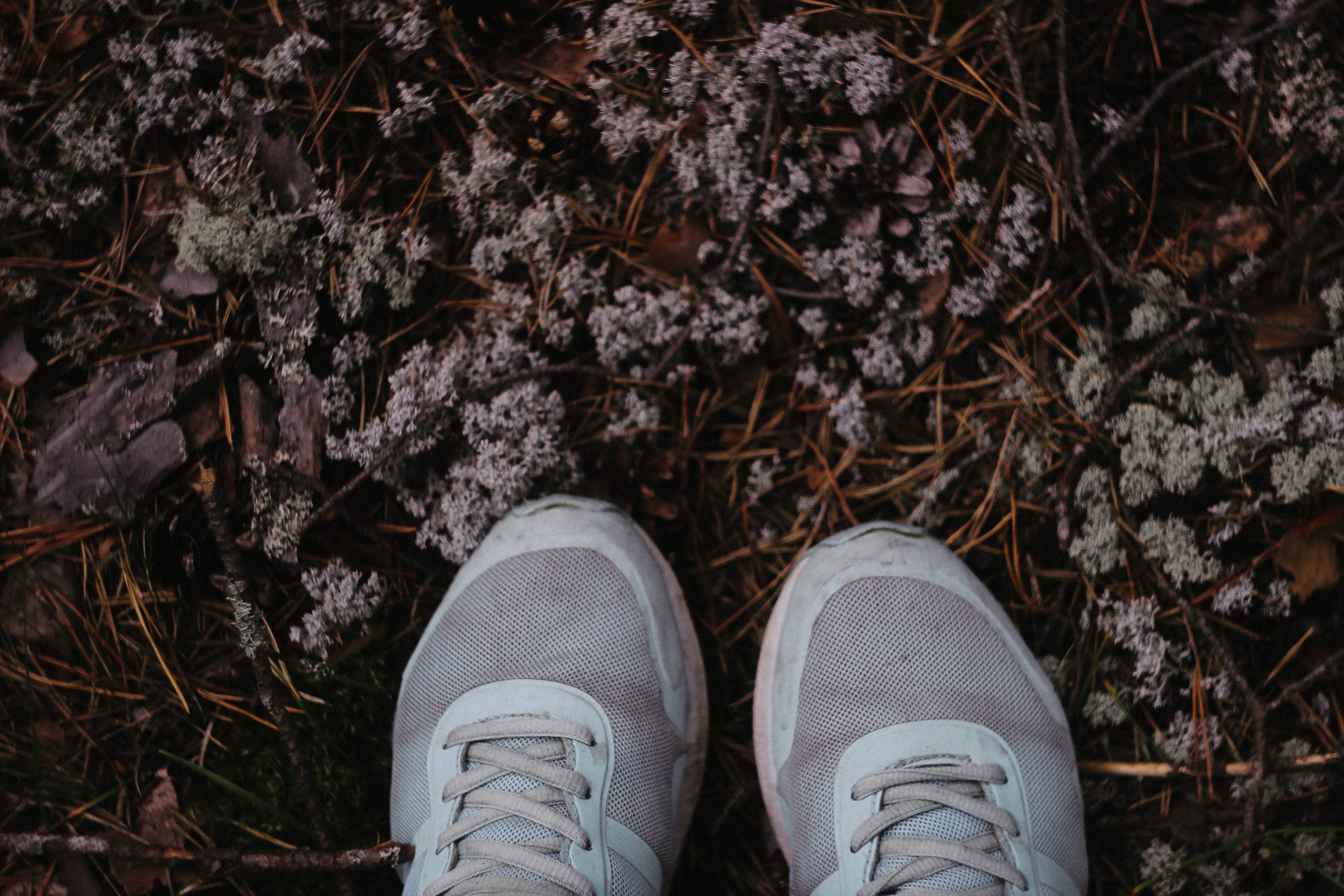 plant, лес, vologda oblast, land, personal perspective, human leg, plant part, russia, field, human foot, lifestyles, human body part, standing, forest, HD Wallpaper