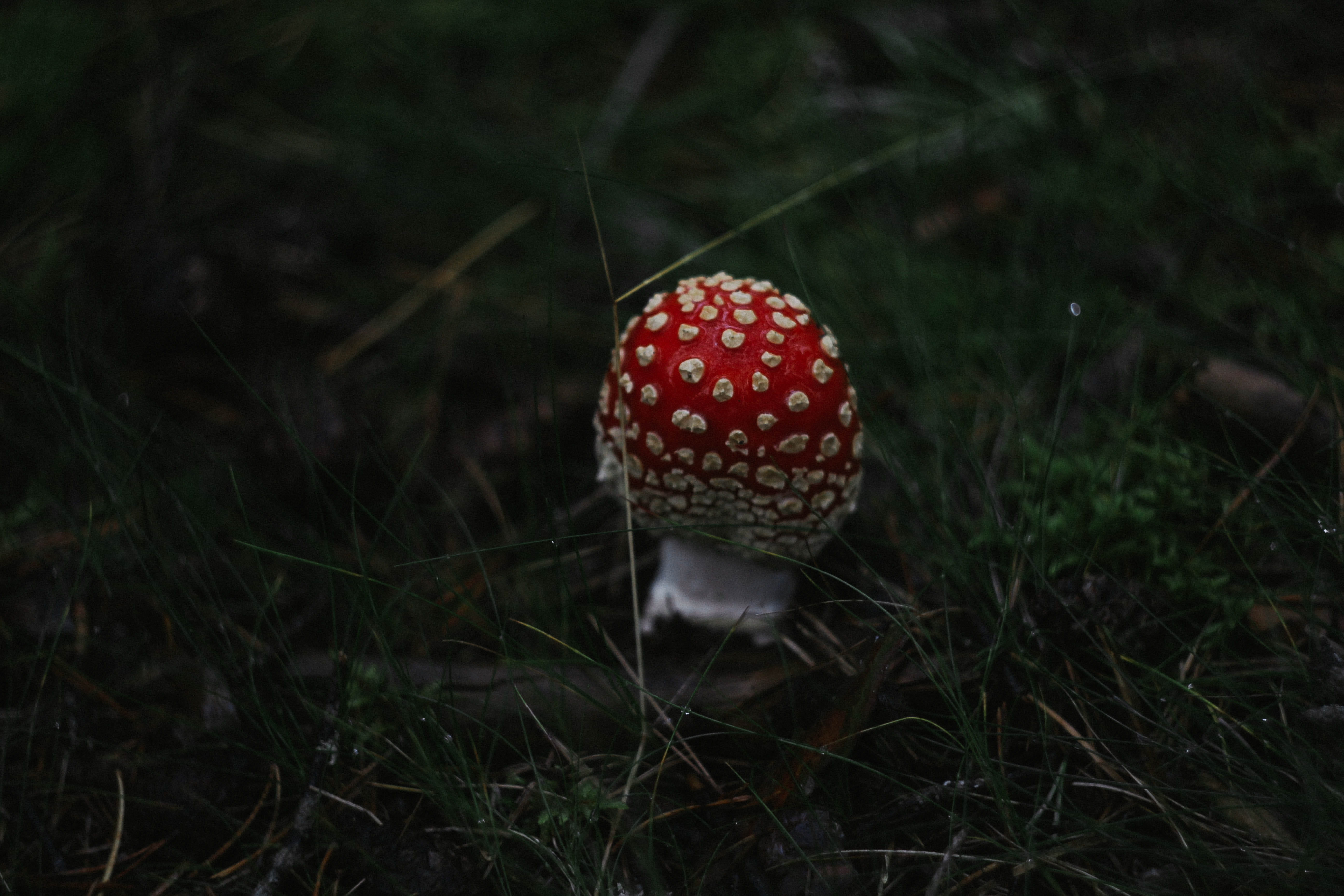 day, field, фотограф натуралист, spotted, натуралист, focus on foreground, helios, грибы, forest, food, fly agaric mushroom, red, no people, plant, selective focus, HD Wallpaper