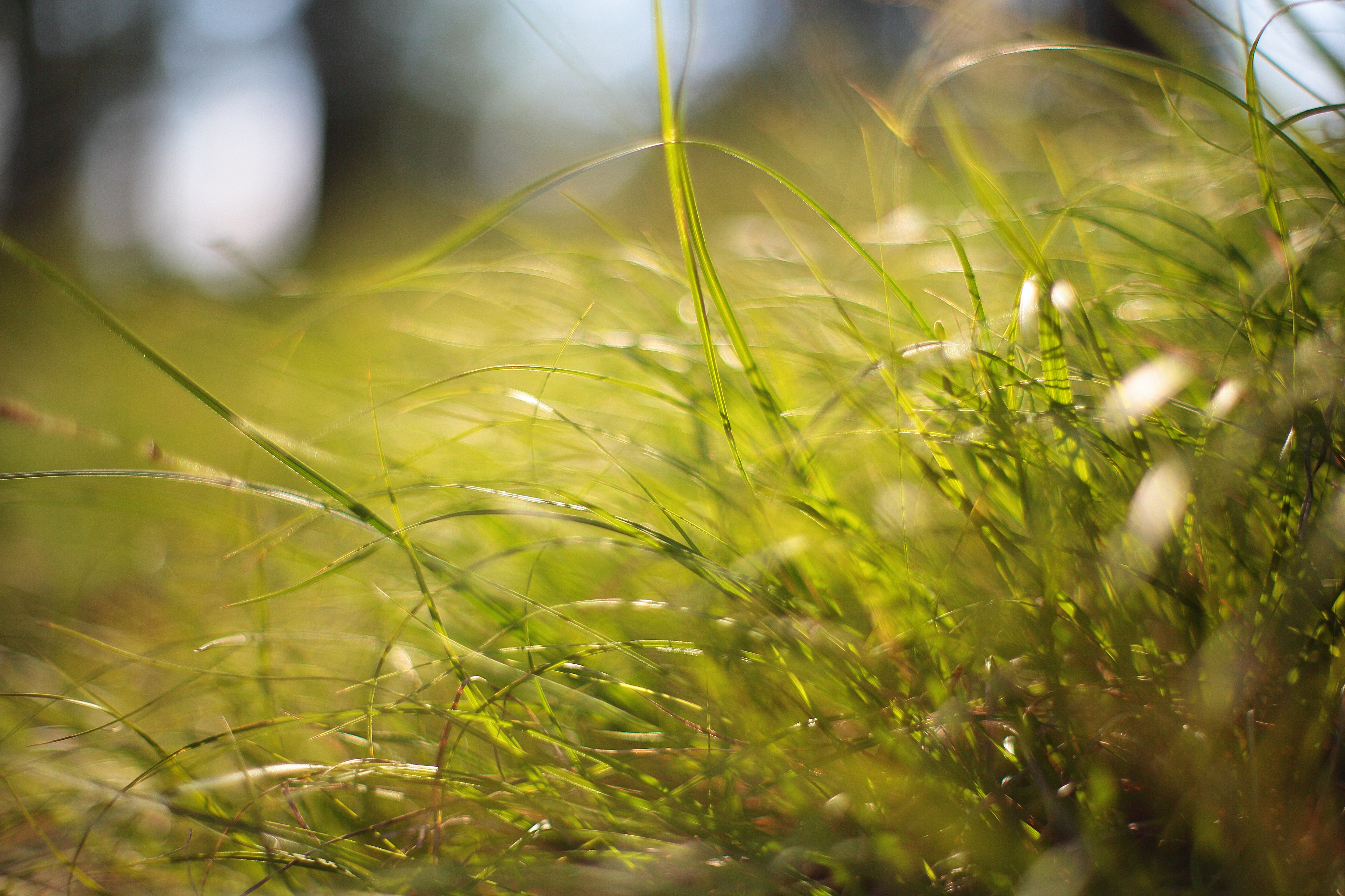 5K, shining on, shining, трава, лето, green  grass, боке, sun, cc-by, baikal, green grass, природа, green, plant, grass, grass  river, green Color, outdoors, HD Wallpaper