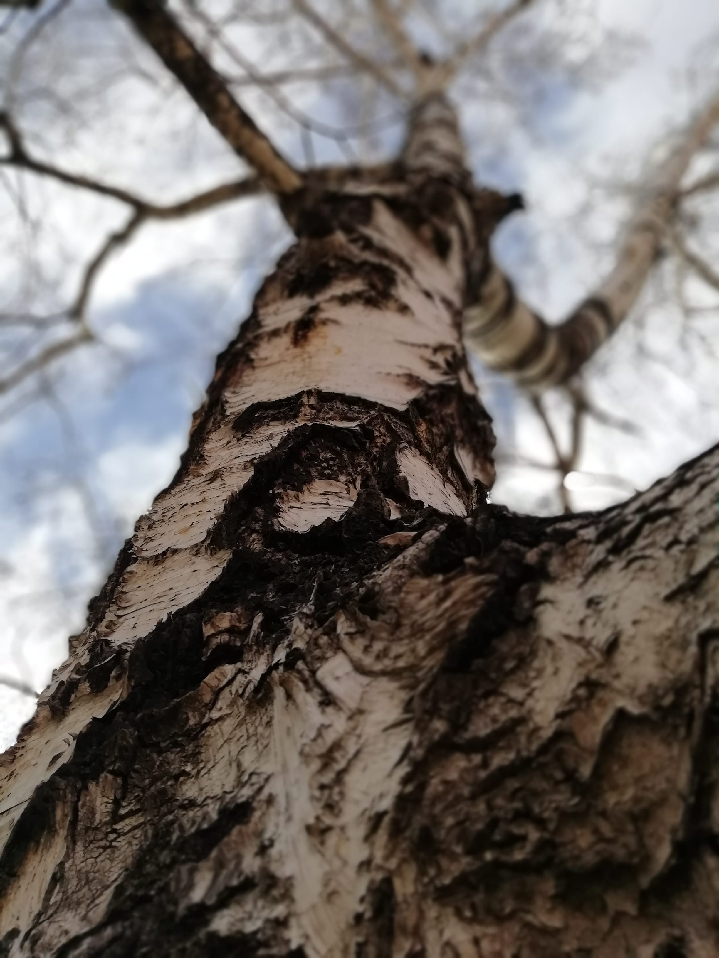 plant, winter, nature, tree trunk, forest, abakan, growth, beauty in nature, selective focus, day, russia, природа, no people, tree, trunk, sky, low angle view, Phone HD Wallpaper