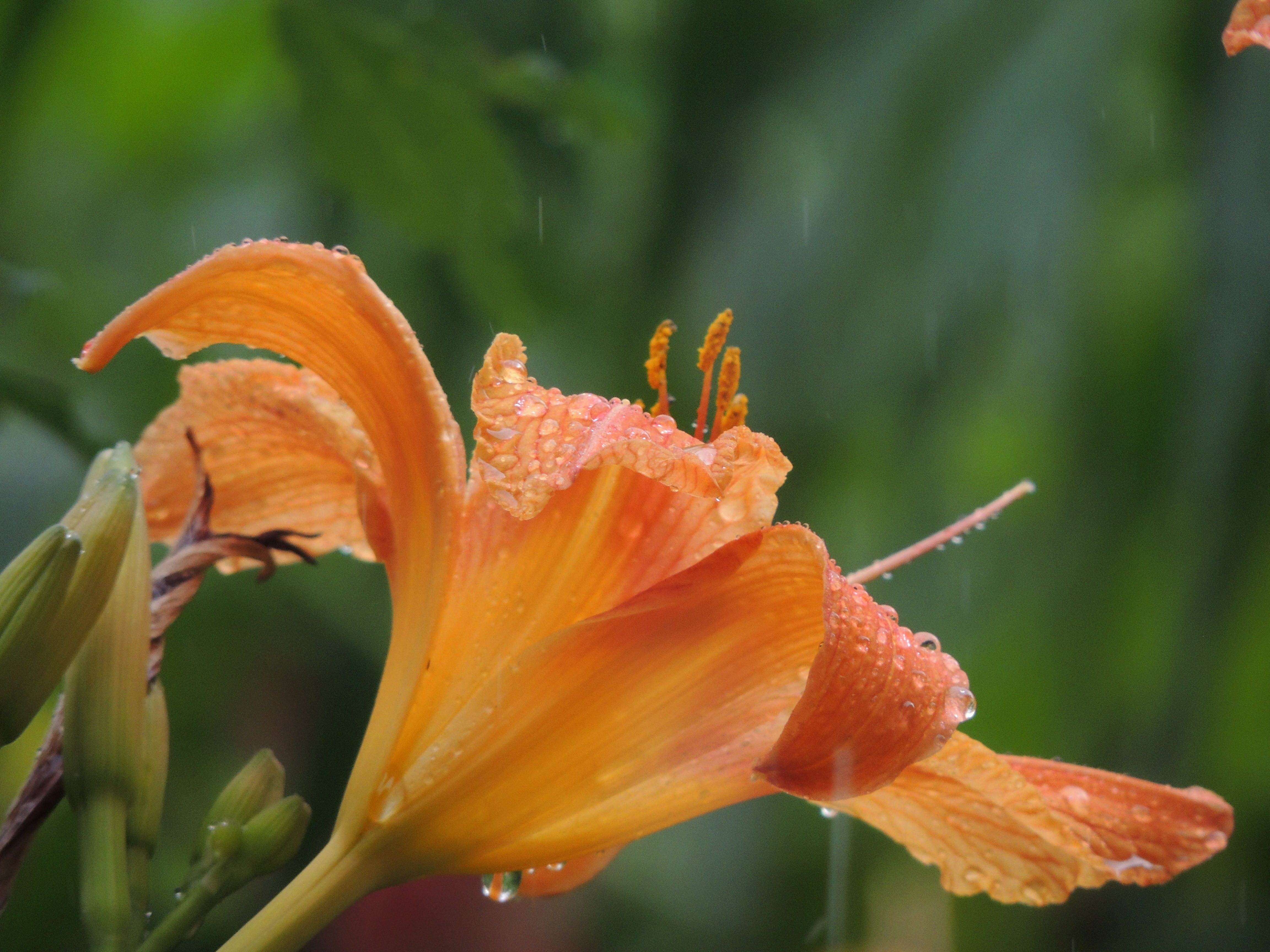природа, лепестки, vulnerability, lily, pollen, focus on foreground, растение, цвести, flower head, flowers, flowering plant, 4K, flower, no people, лето, HD Wallpaper