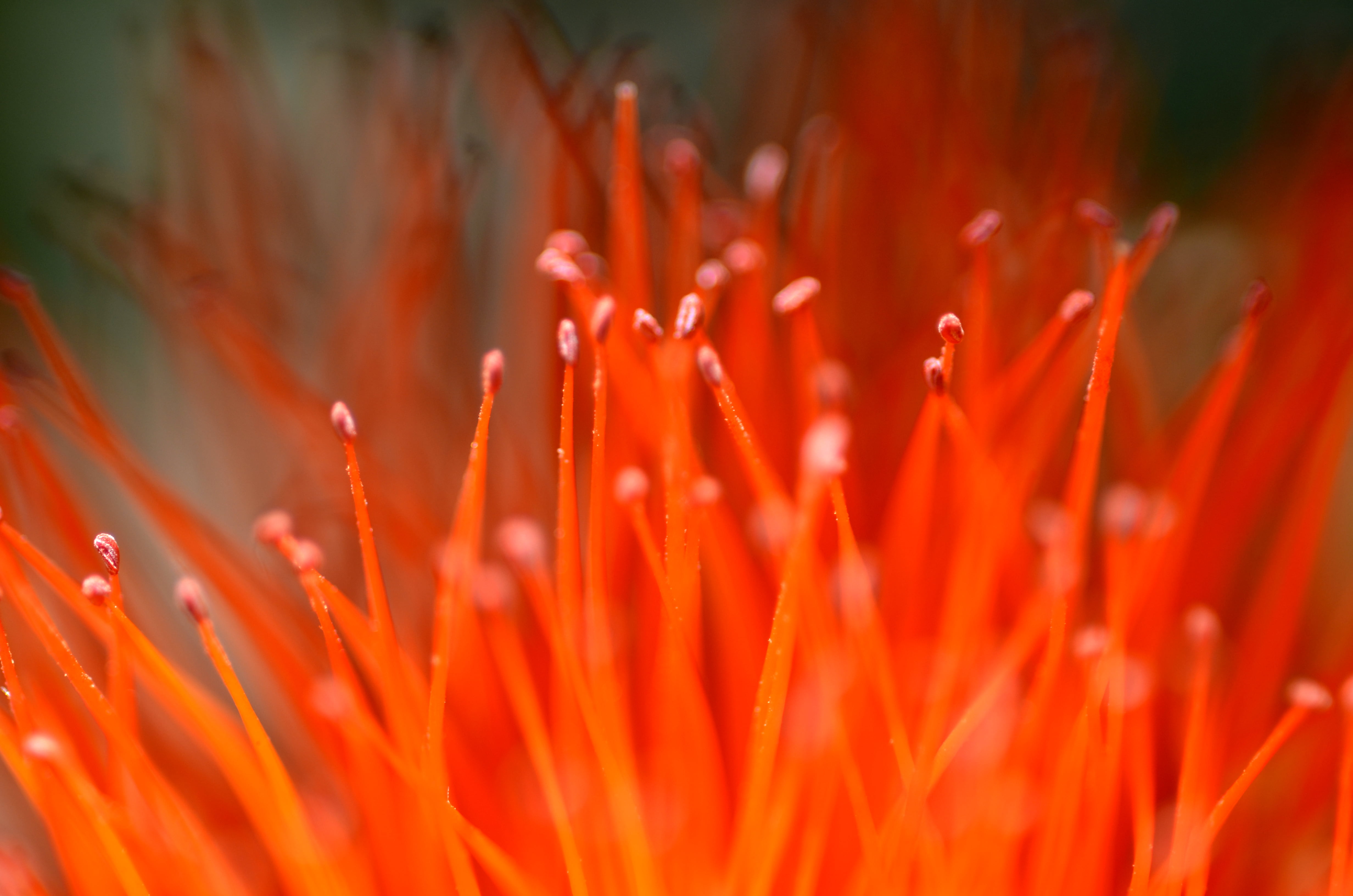 MACRO, colors, close-up  photography, Cor, Brazil, close-up, रो, fiore, Jardim  Botânico  do  Rio  de  Janeiro, close up photography, যাক, 꽃, রো, Macro Photography, HD Wallpaper