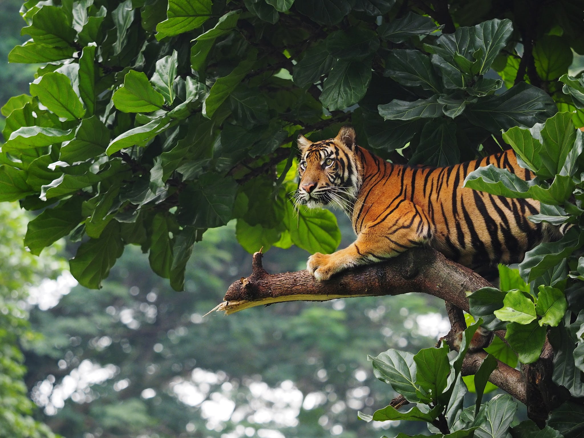 Дикая Природа, Trees, Leaves, 1080P, Wildlife, Tiger, HD Wallpaper