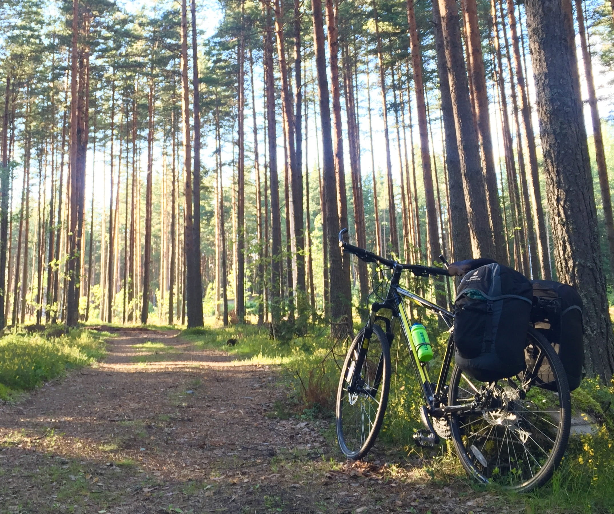 outdoors, bicycle, tranquility, ленинградская область, non-urban scene, tranquil scene, trunk, woodland, sunlight, day, growth, bamboo - plant, tree, 1080P, HD Wallpaper