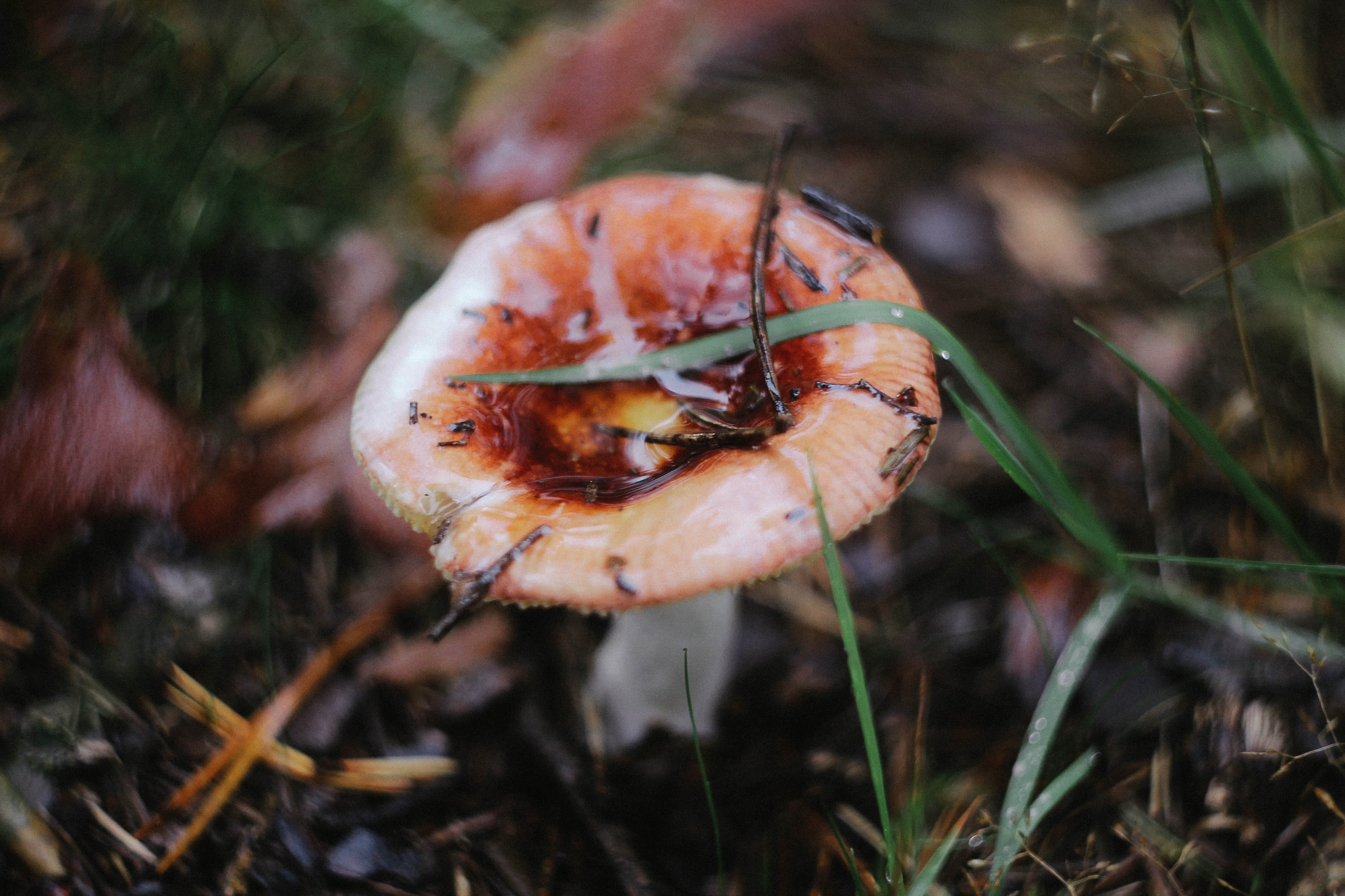 nature, fragility, land, food and drink, 5K, day, пейзаж, fungus, гелиос, close-up, лес, beauty in nature, plant, toadstool, vegetable, selective focus, HD Wallpaper