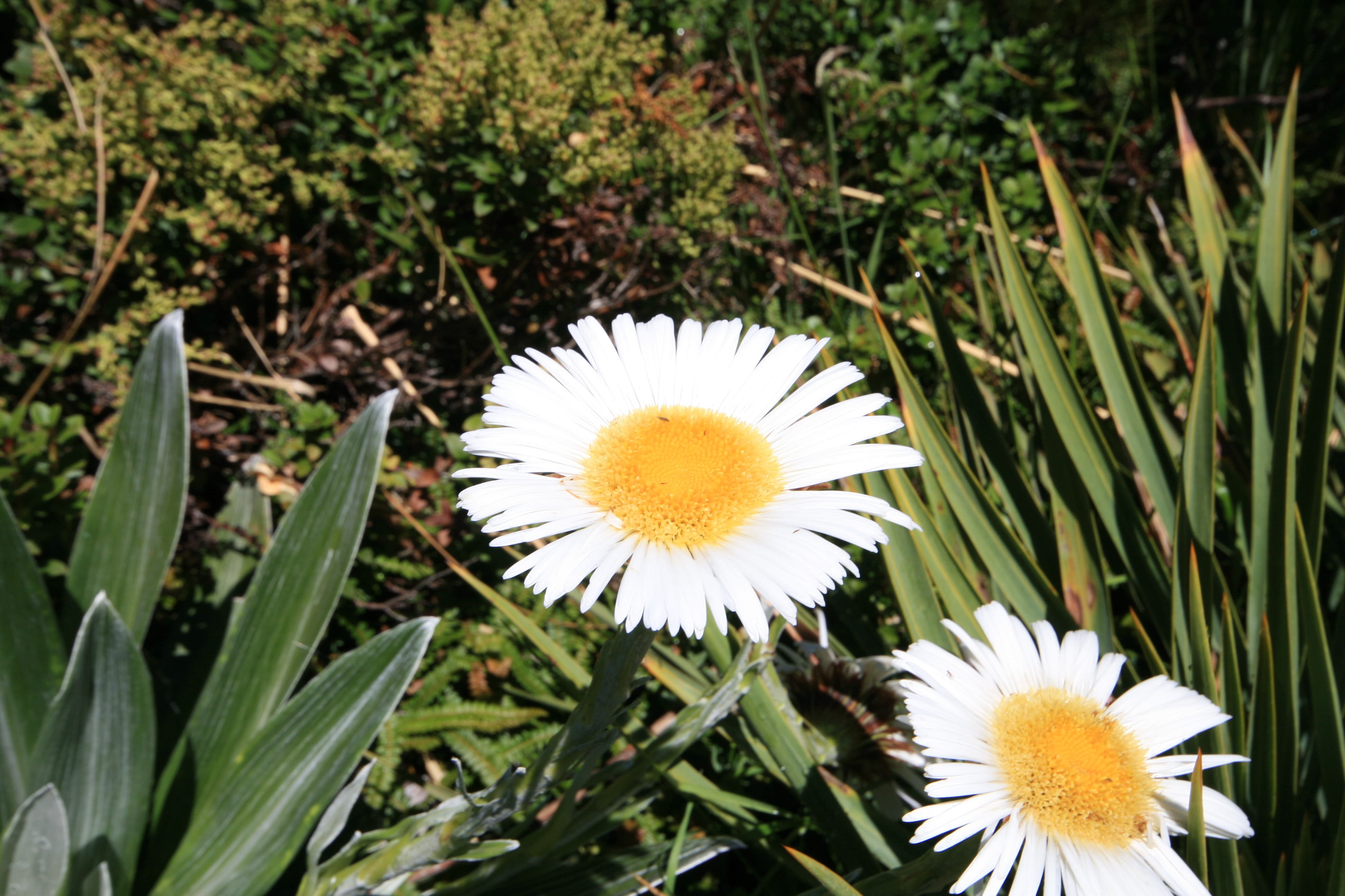 freshness, field, colorful, bellis perennis, fresh, common, Yellow, fragility, bruisewort, countryside, season, Bloom, petal, no people, vulnerability, HD Wallpaper