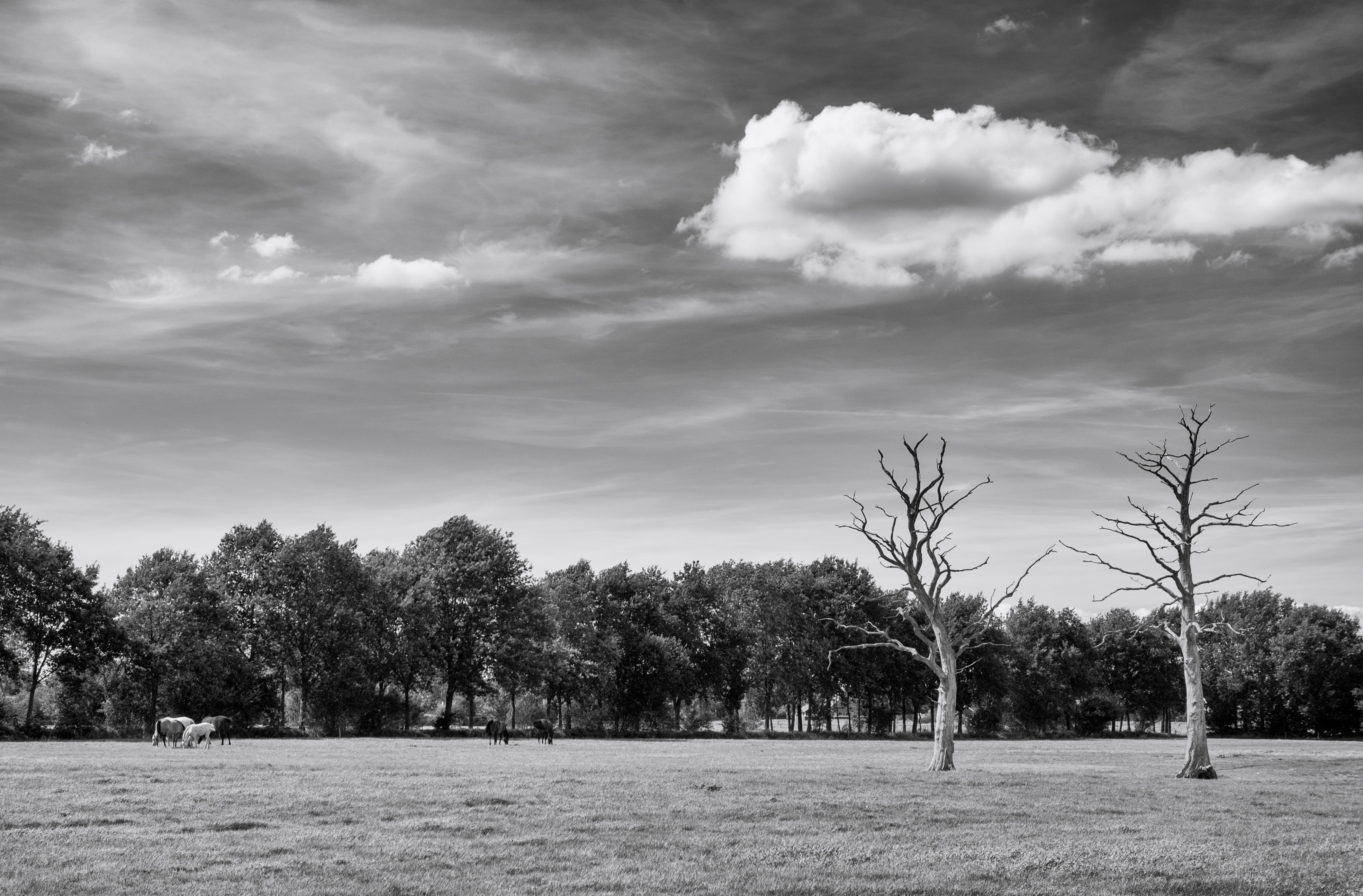 outdoors, bandb de onlanden, park, netherlands, landscape, growth, plant, cloud - sky, nature, day, tranquil scene, field, eelderwolde, land, tree, grass, HD Wallpaper