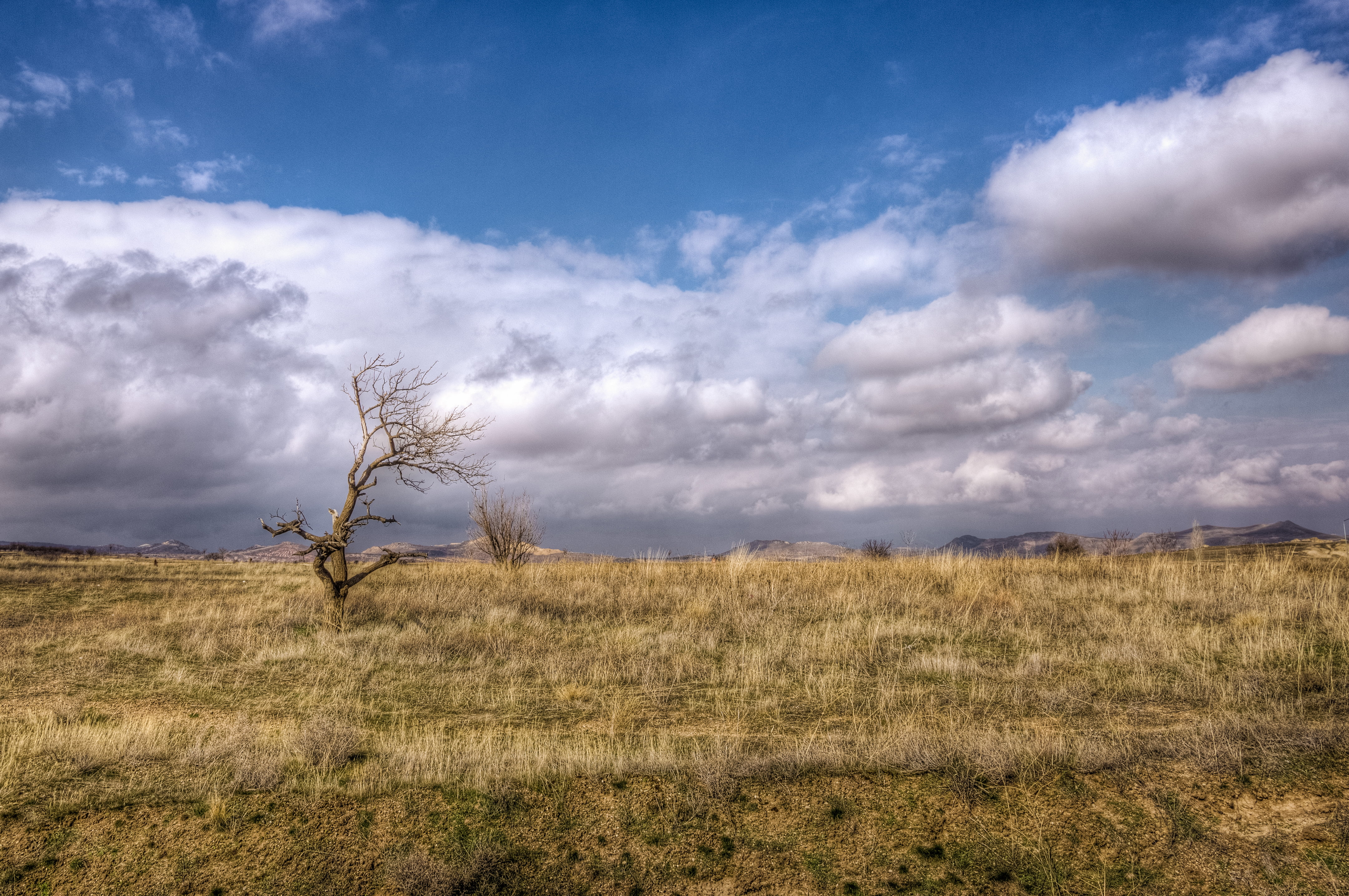withered, Cappadocia, HD, tree, nature, 4K, dried, scenics, hdr, photography, daytime, outdoors, nex-5n, landscape, cloud - Sky, field, sky, sigma, HD Wallpaper